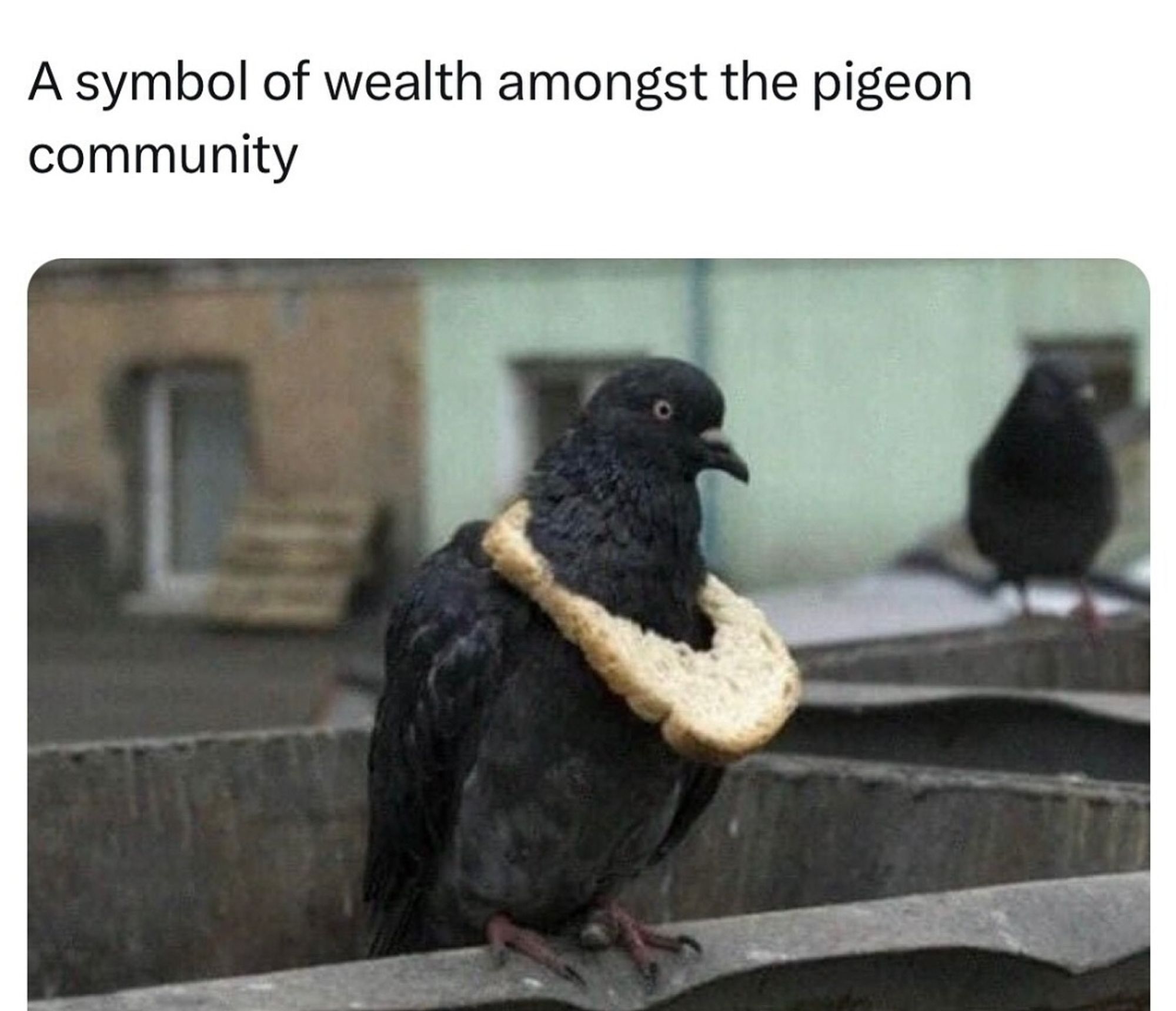 A pigeon with a piece of bread around his neck