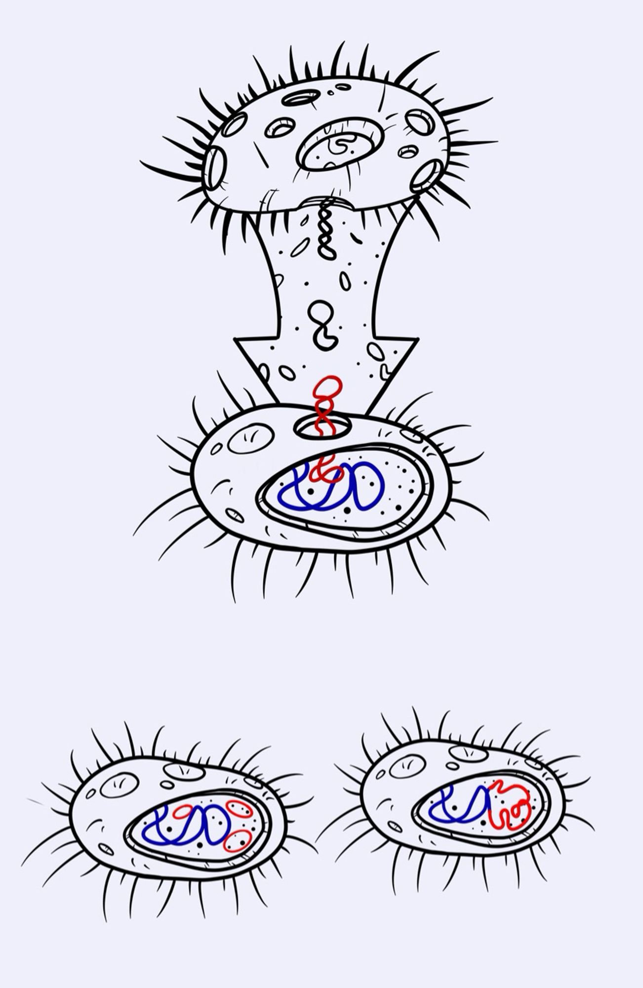 This is where bacteria absorb random floating bits of dna from other bacteria that have died, the dna forms a plasmid(free floating DNA) or can incorporate itself into the genome