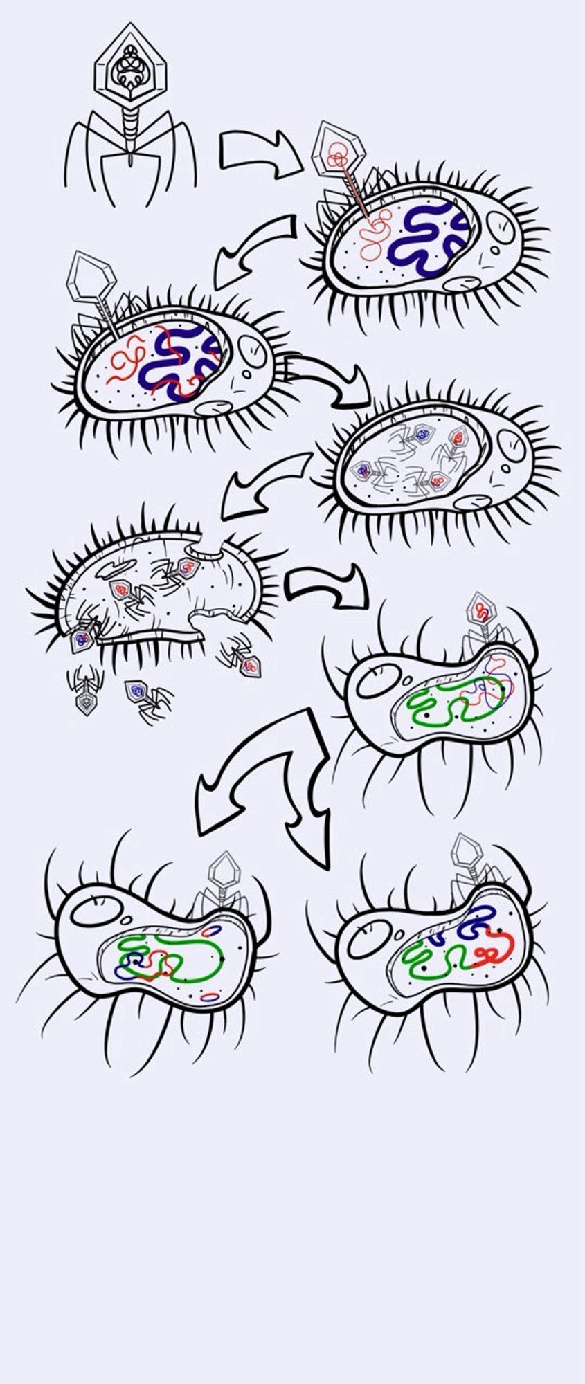 Illustration of a virus that infected a bacterial cell, made copies of itself and used bits of DNA from that bacteria, the host bacteria dies releasing the viruses, a virus containing the original host dna is then injected into a new bacteria, the original host dna incorporated into the new bacterial genome