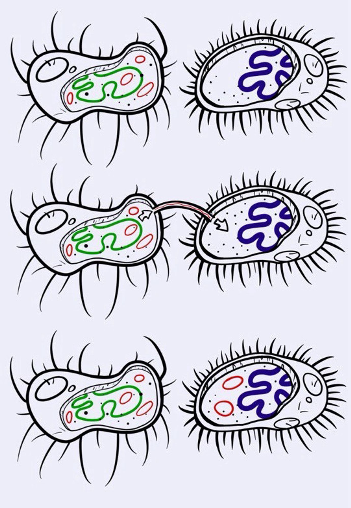 An illlustration of what basically comes down to bacteria information transfer. A plasmid travels from one bacteria to another via pilius