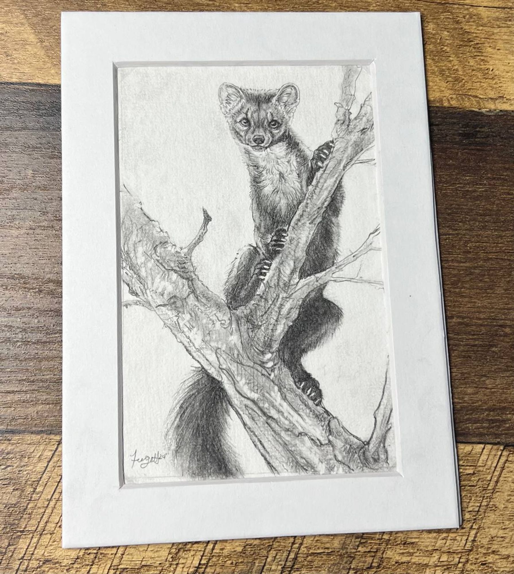 A perfect example of the  "base price" tier commission. A photo of a 4x6 drawing of a pine martin in a tree looking at the viewer. It is framed in a  white 5x7 matte board.