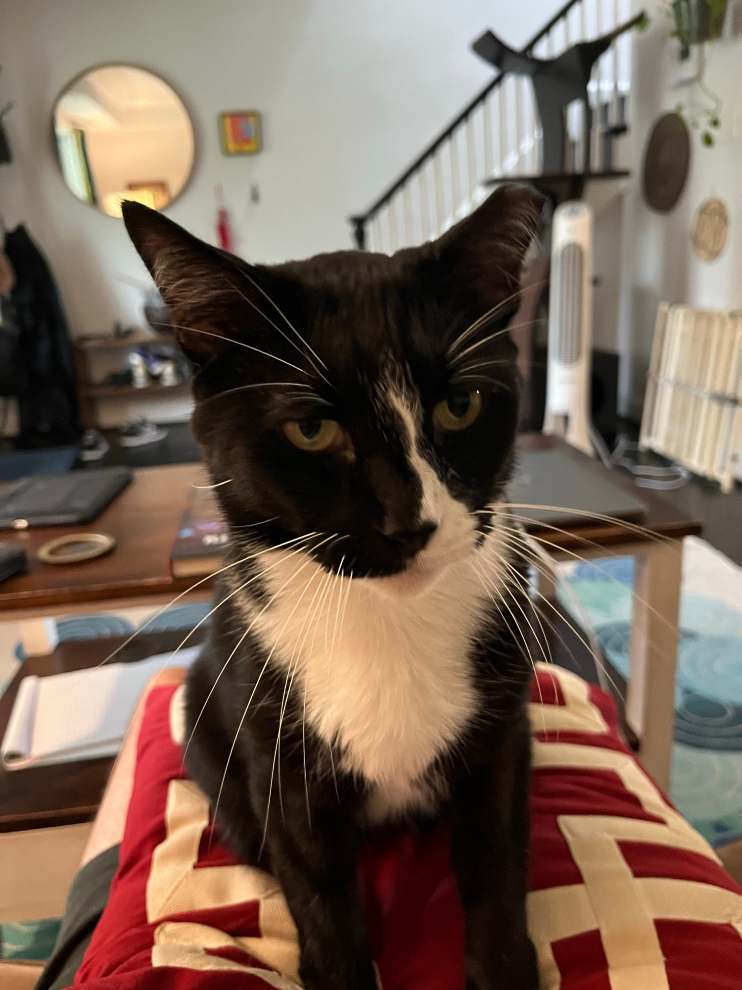 a close-up of a tuxedo cat sitting on a red-and-white pillow on my lap