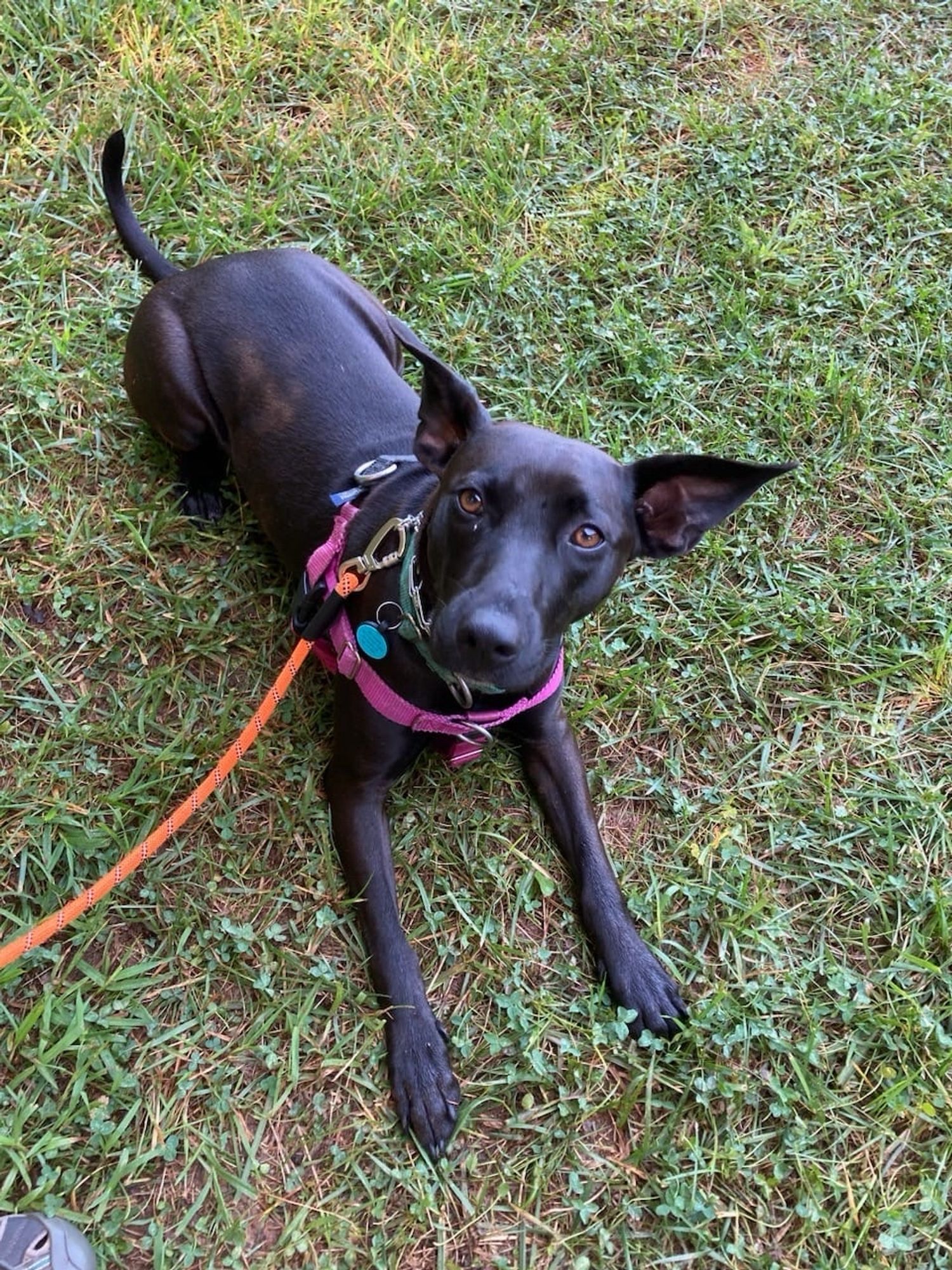 a black dog sitting in the grass