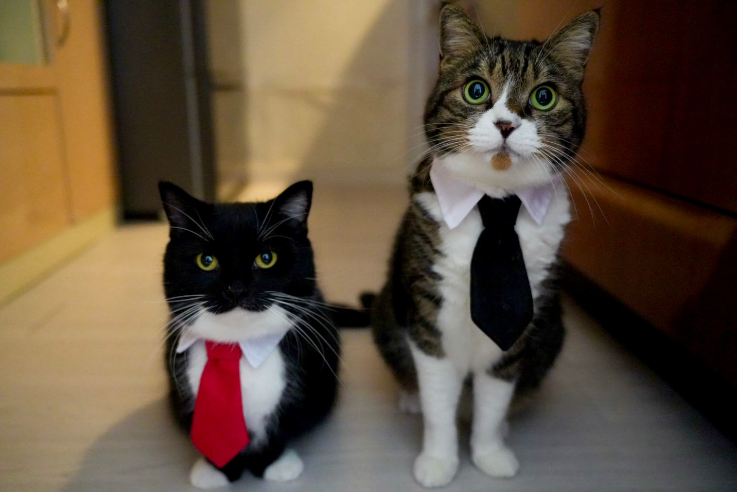 A black and white cat wearing a red tie sits next to a tabby cat wearing a black tie. Both are looking at the camera with serious faces, dressed like office workers.