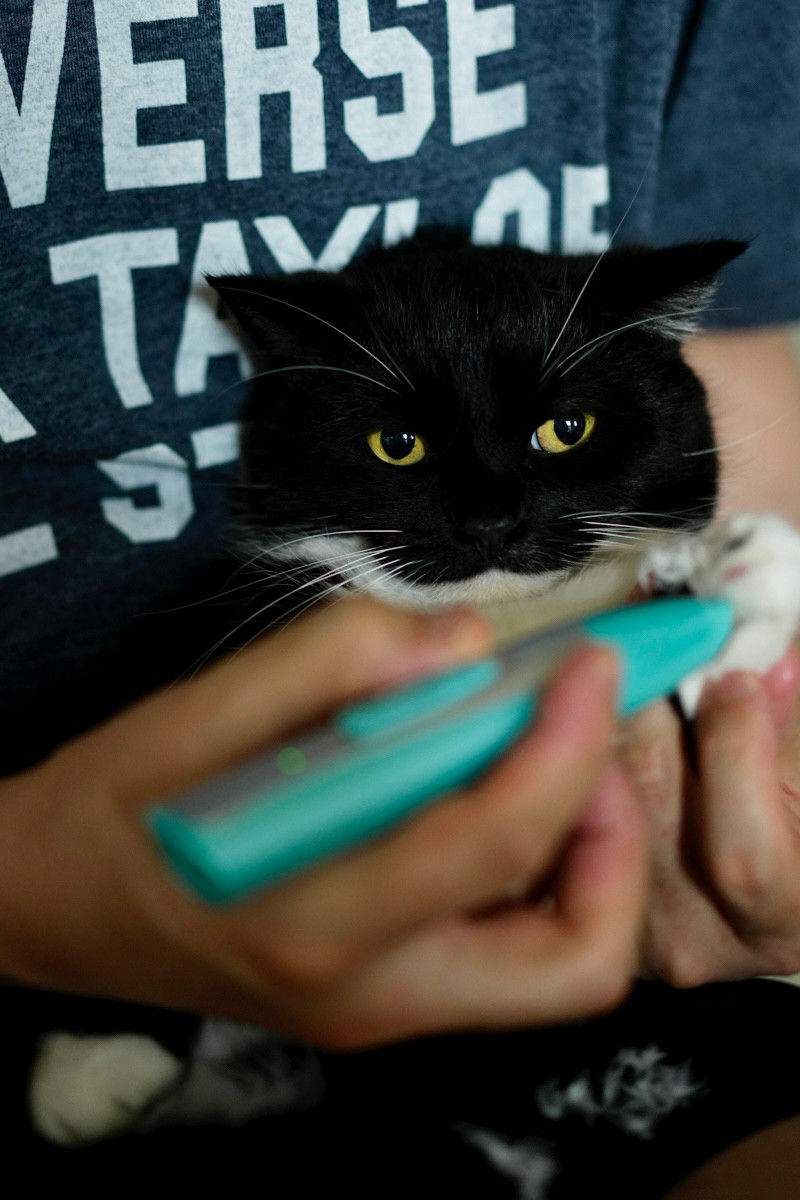 A black and white cat with bright yellow eyes being held while the fur on his paw pads is trimmed with a small electric clipper.