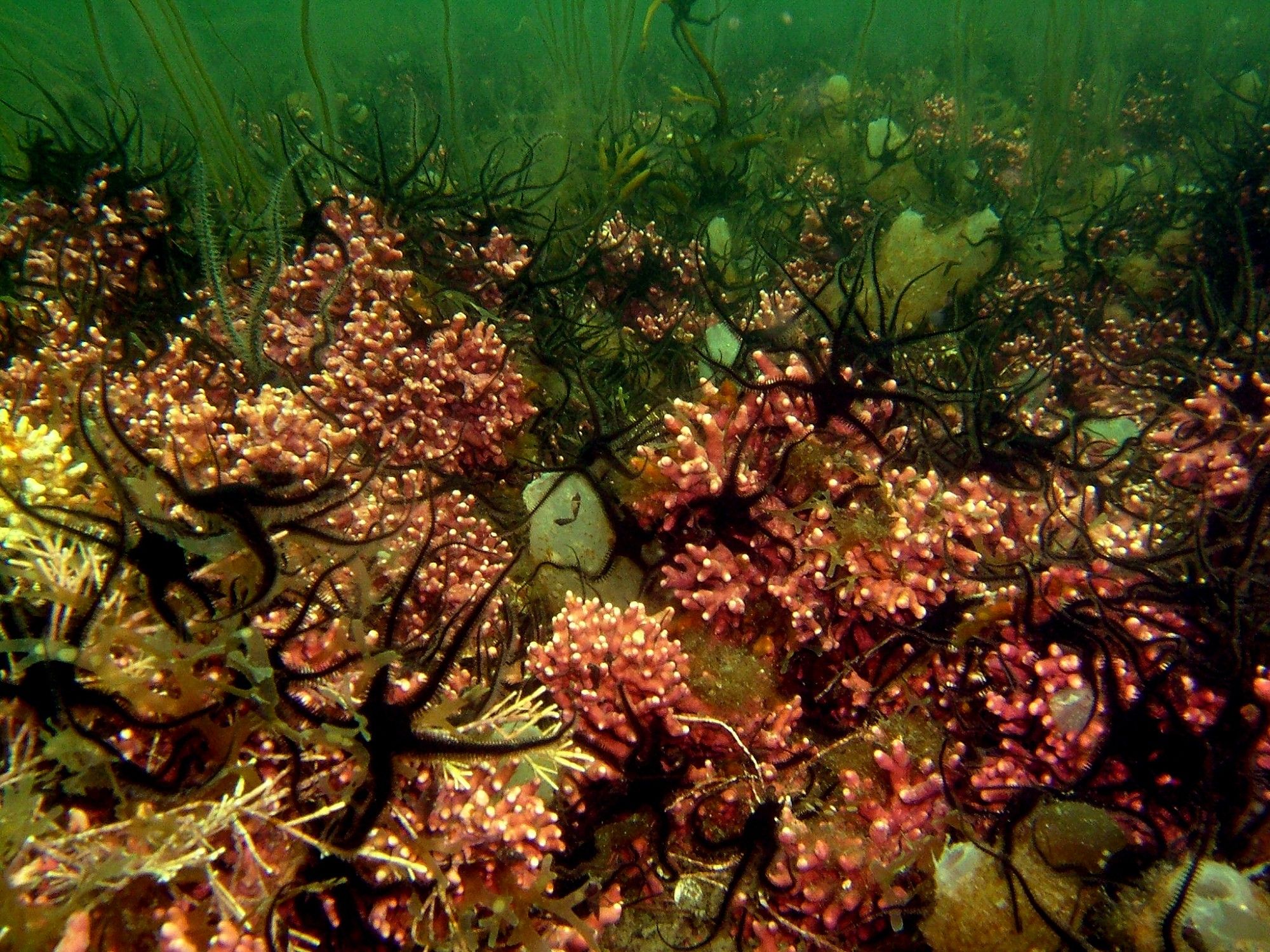 a coralline algae bed underwater, with visible brittle stars and other marine creatures