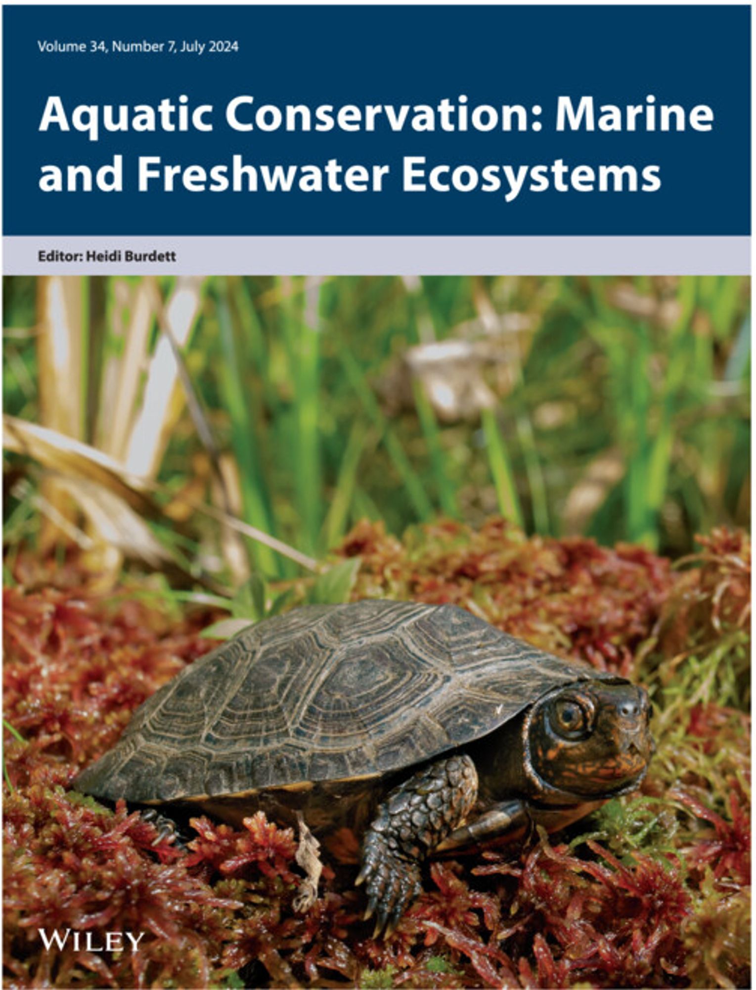 Front cover of the Aquatic Conservation journal for July. Top banner with journal title and an image below of a bog turtle looking at the camera sitting on red sphagnum moss.