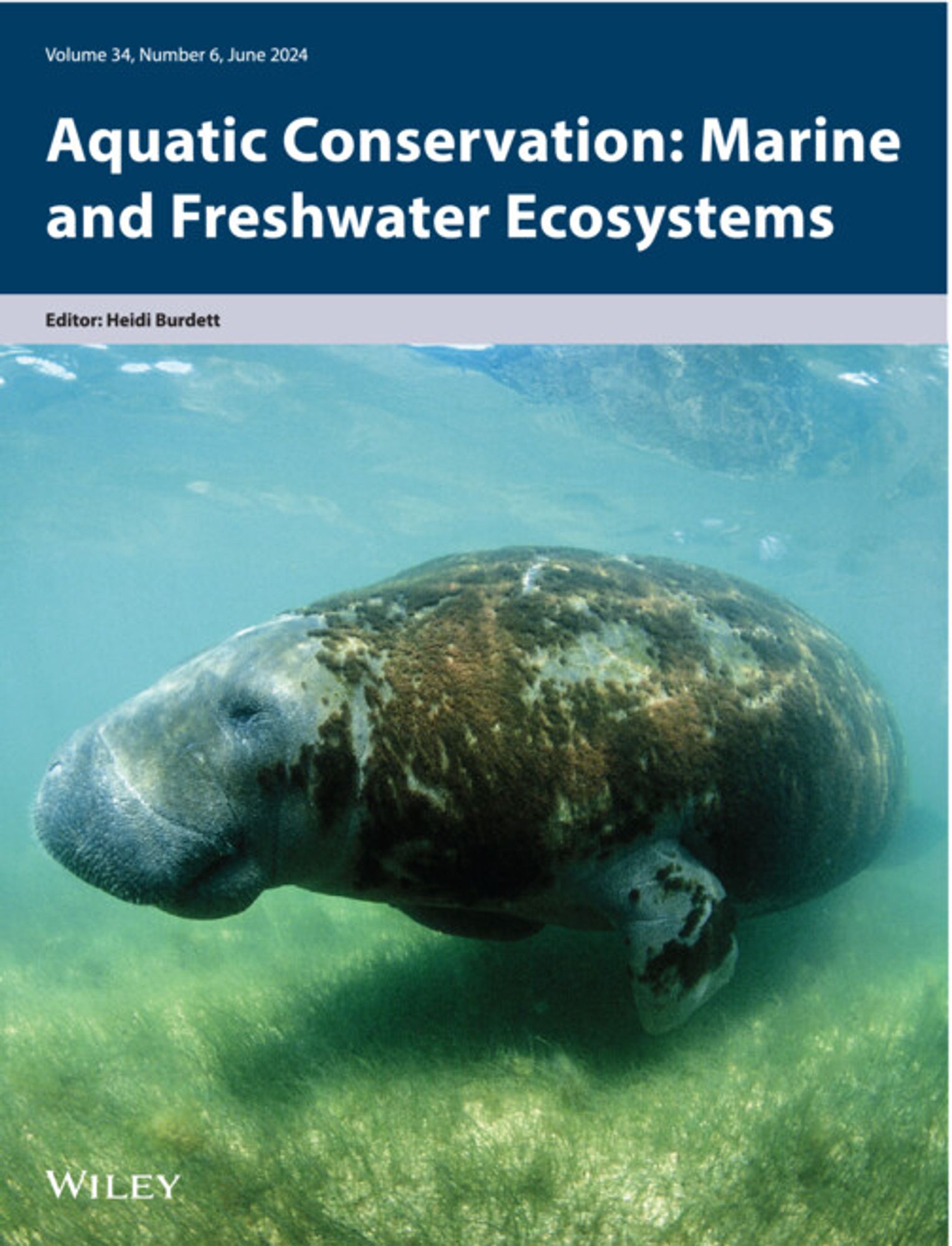 Front cover of the journal Aquatic Conservation: Marine and Freshwater Ecosystems. Title header plus an underwater image of a manatee on a seagrass meadow