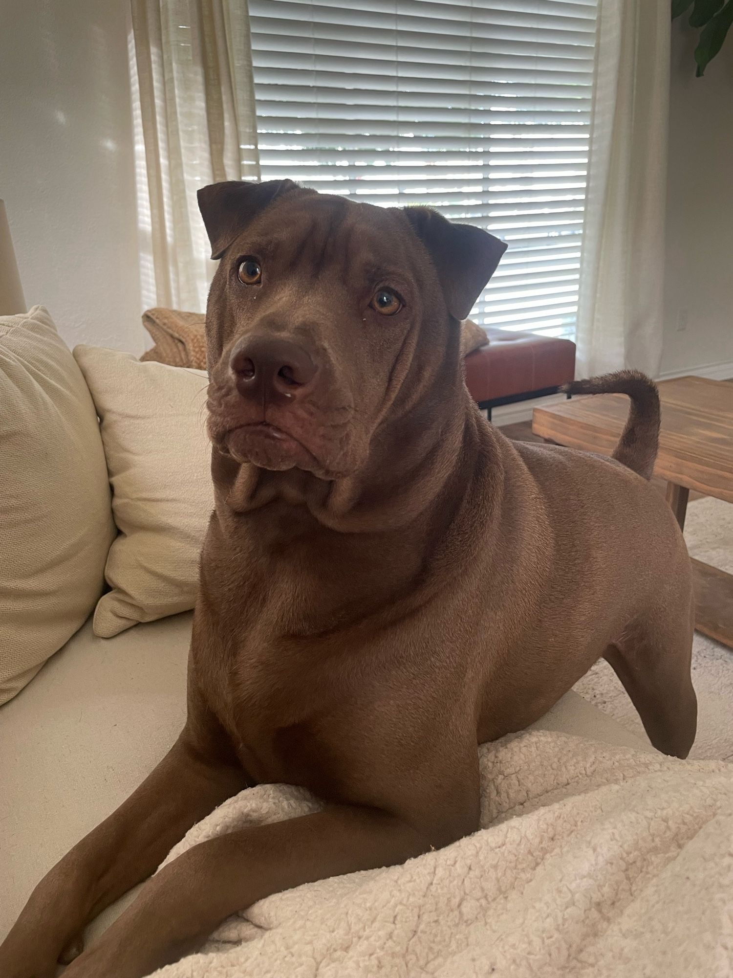 Odin with his forearms on the couch with hind legs still on the floor looking just off camera 
His rolls are rolling and he looks like he’s waiting for his walk