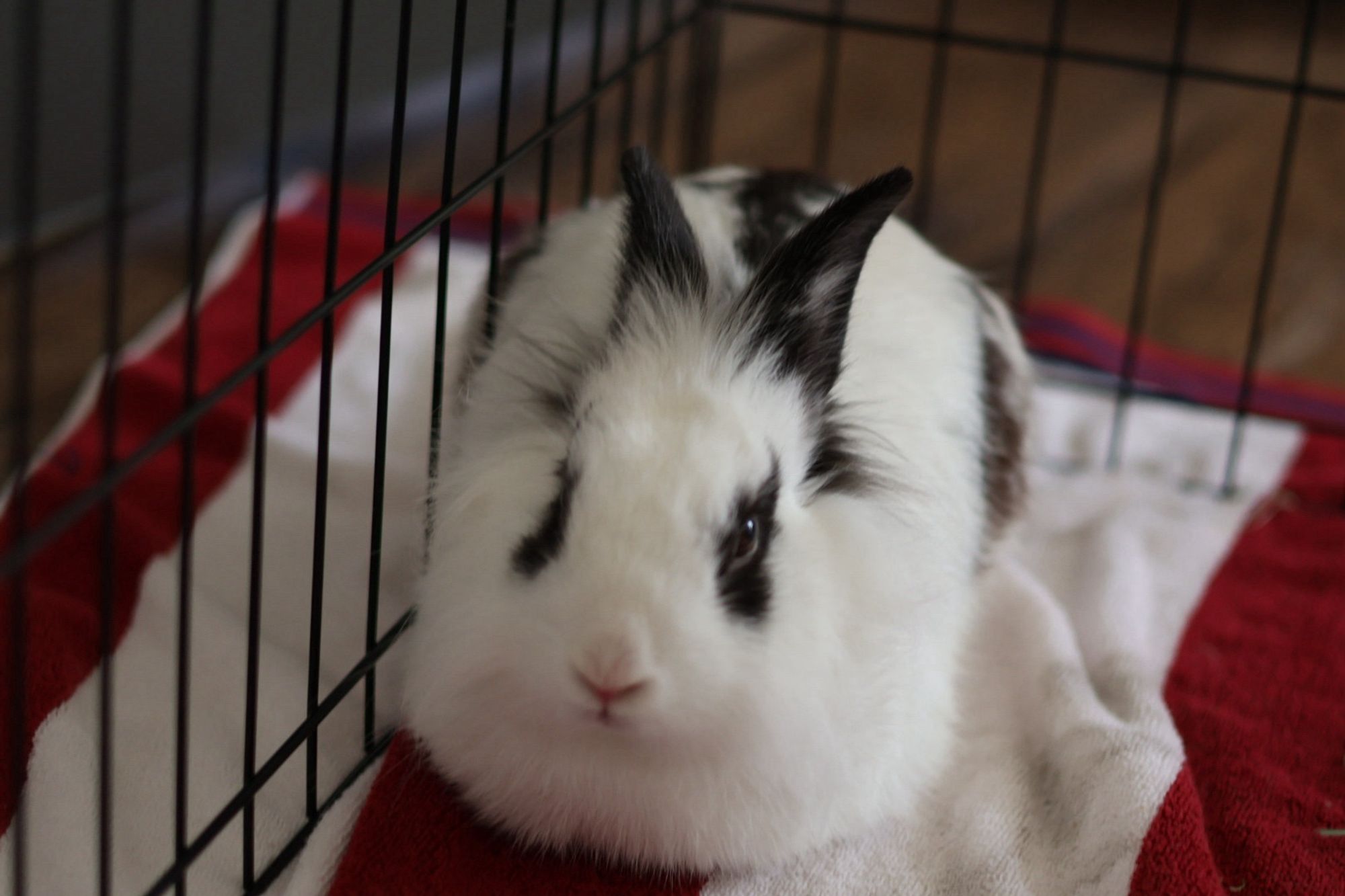 Bunjamin sitting in loaf mode on a towel in his pen looking cozy