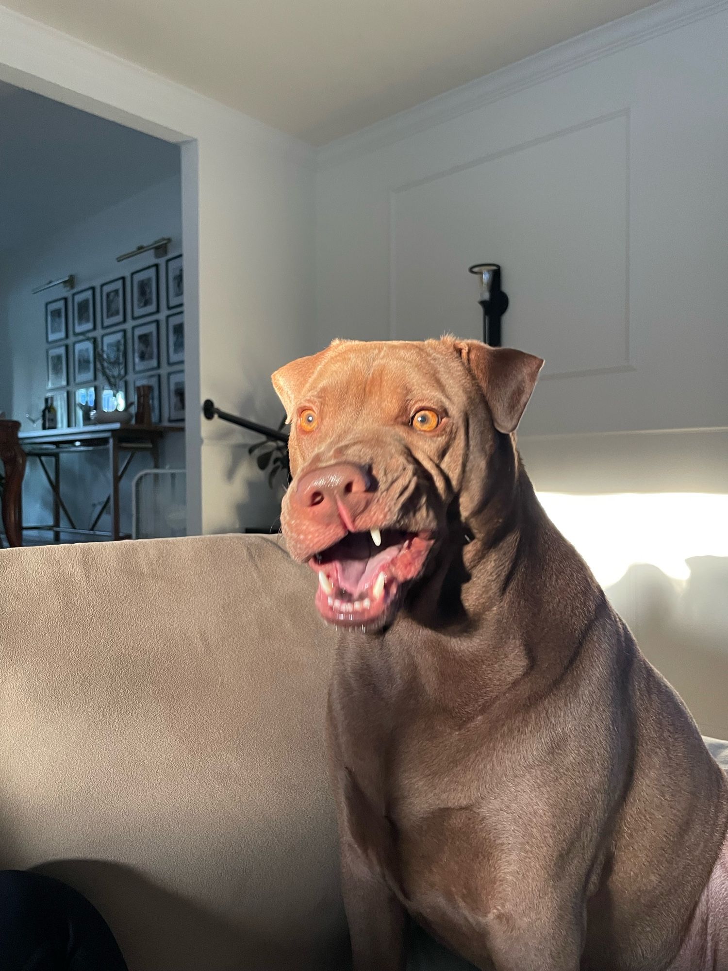 Odin sitting on a couch with the afternoon sun on his face. He is making a weird face like he’s mid hair ball. Only one top tooth is showing adding to the silly face