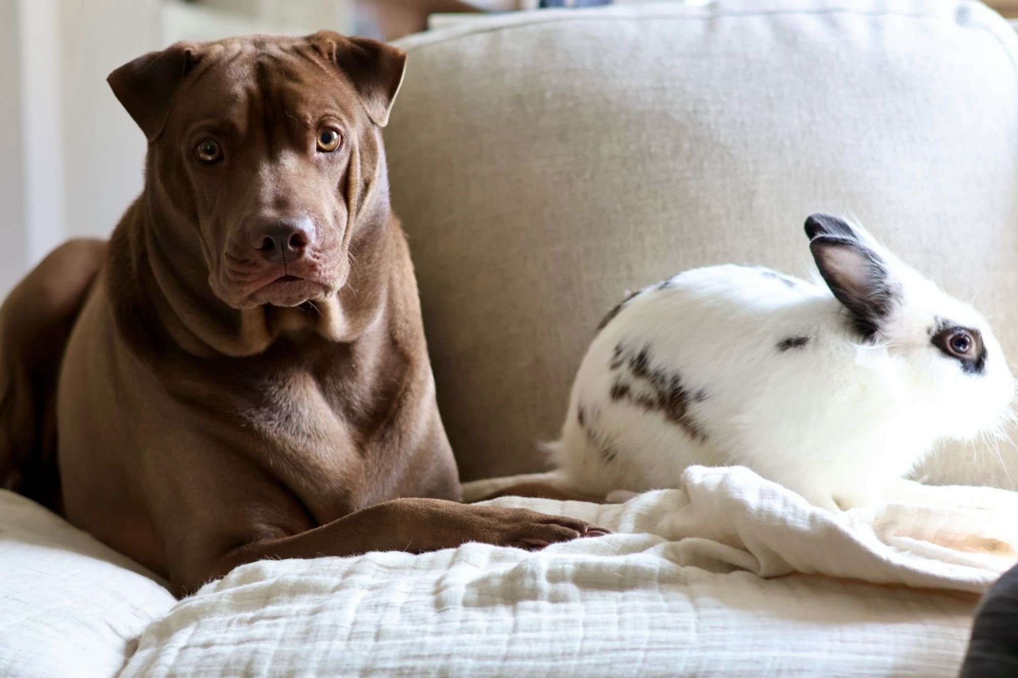 Odin and Bunjamin both on the couch. Odin is looking right at the camera and Bunjamin is on the right side of frame thinking about hopping away. Bun is kinda washed out from the sun