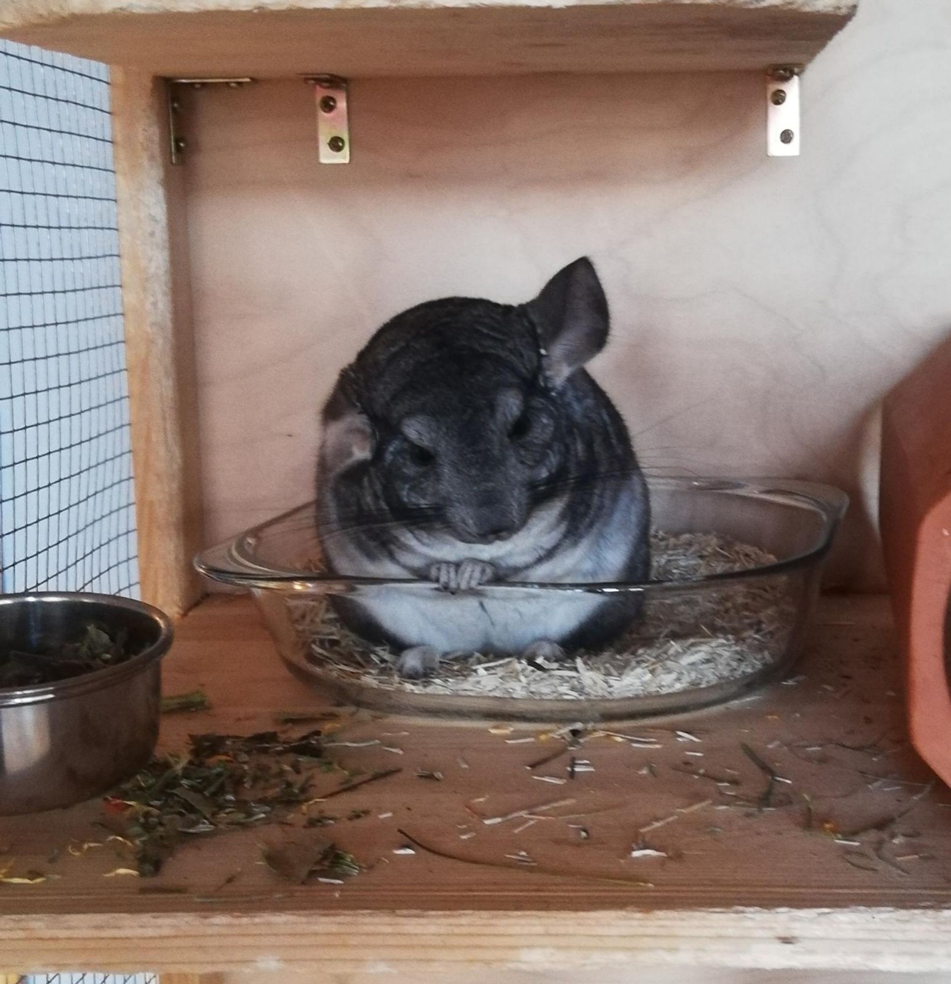 Verschlafener Chinchilla, der sich am Rand des "Chinchillaklos" festhält.