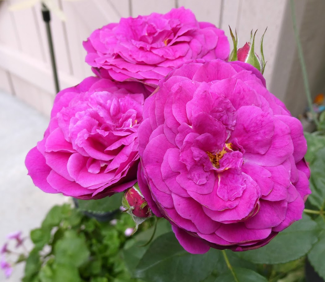flush of magenta rose blooms, garden & building background 