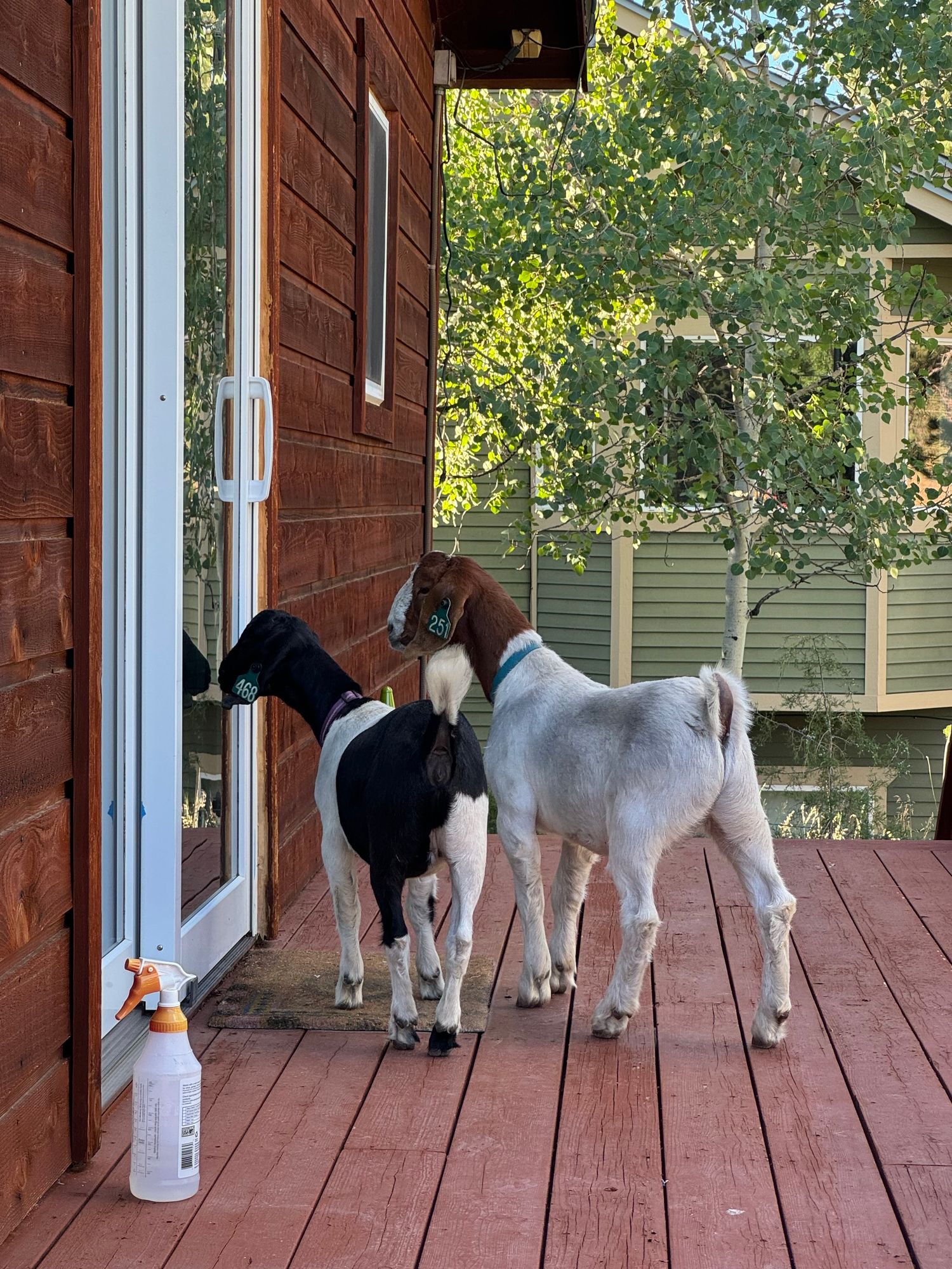 Photo of two Bose goats on a houses deck looking into a sliding glass door