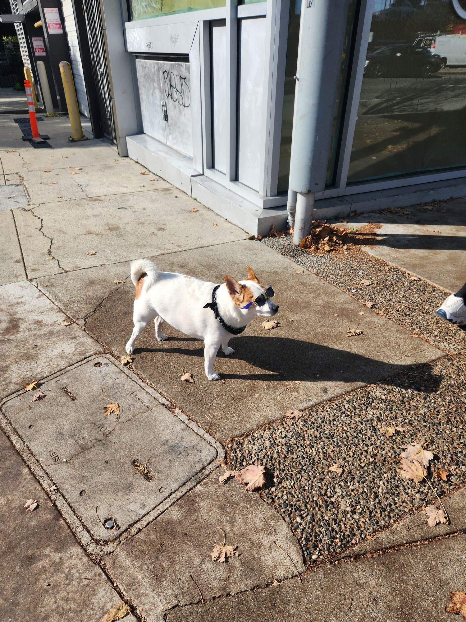 A little white dog wearing sunglasses