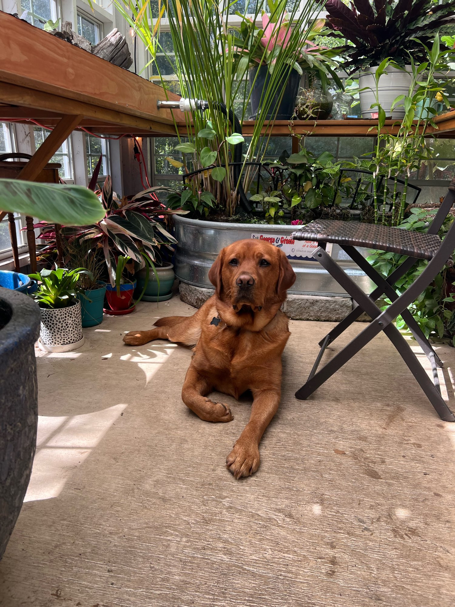 Poptart the fox red lab laying on the floor of a greenhouse looking like a regal beagle