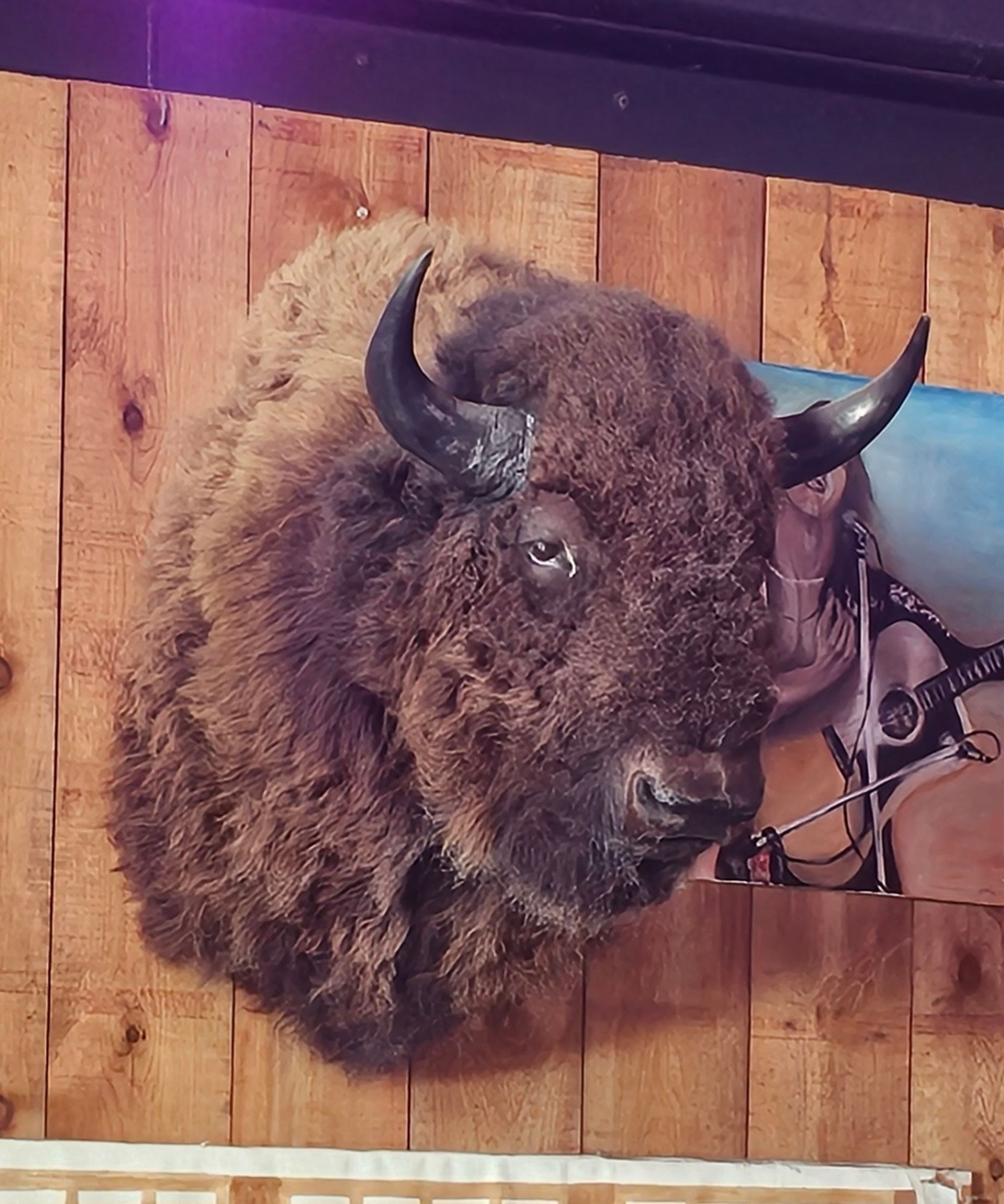 A mounted bison head