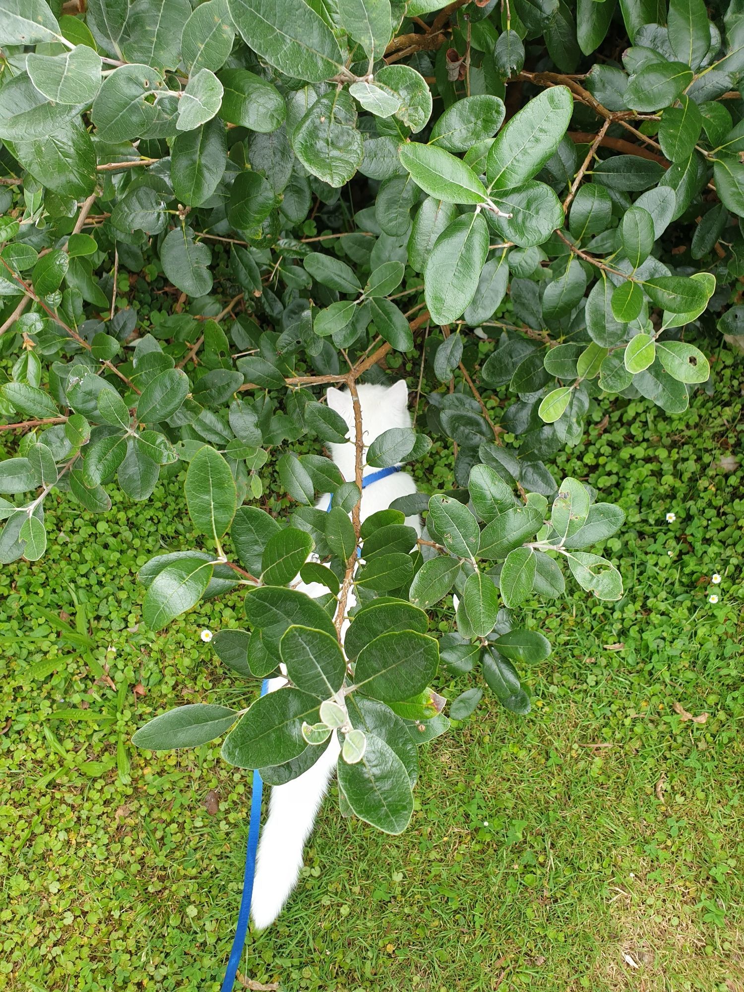 emma the cat, neatly camouflaged by a leafy branch. she is however bright white and still very visible.