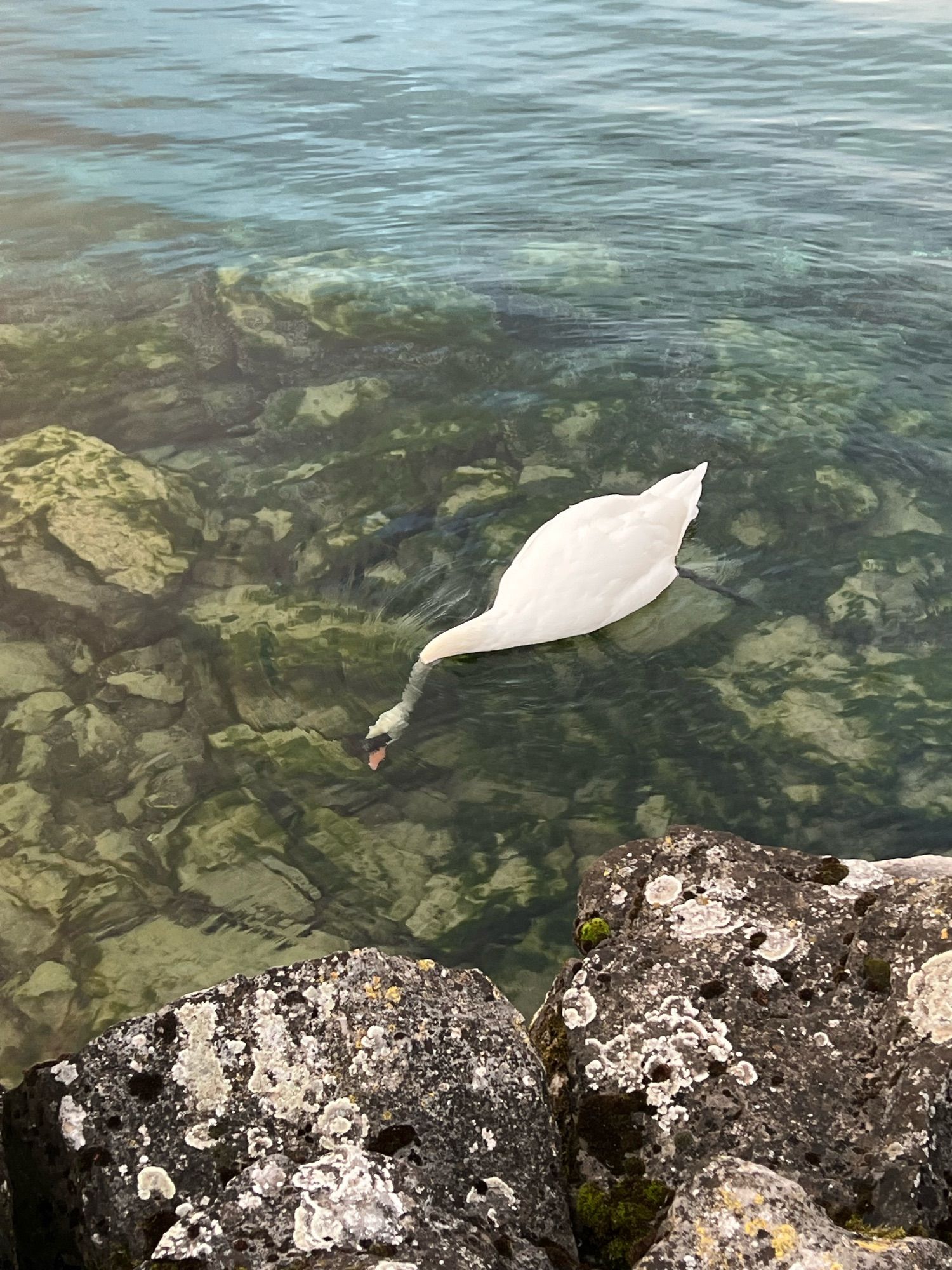 A white swan at the edge of a lake, in shallow water among rocks, with its head underwater poking around for food.