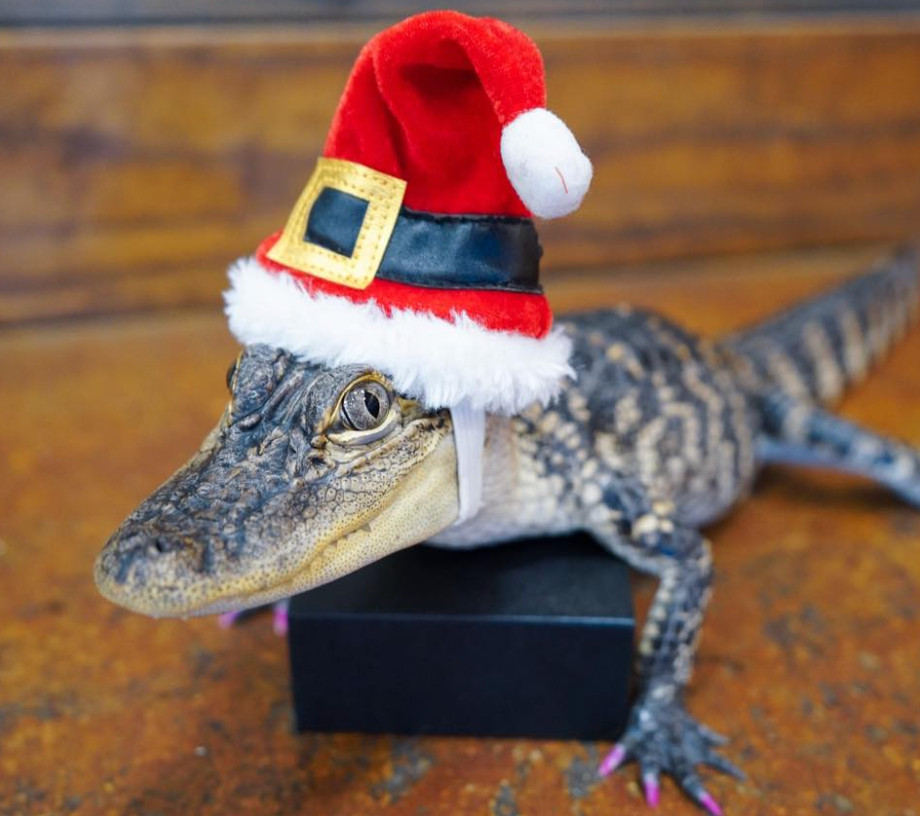 cute gator with santa hat