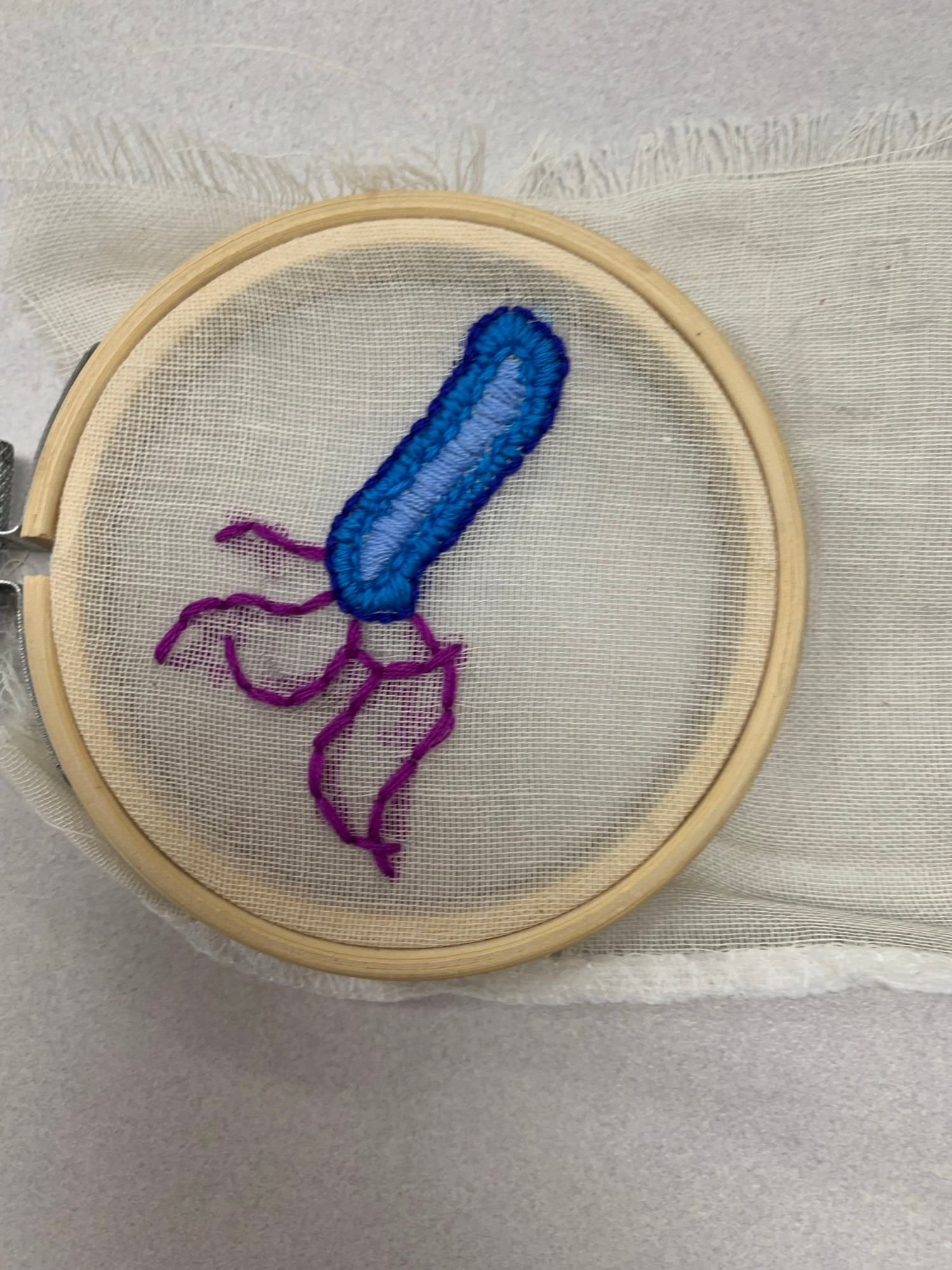 A stitched bacterium of H. pylori, with shades of blue for the outer membrane, and purple flagella. This is a project called the “Petri dish embroidery project” for my infectious diseases and global health class. This is only possible because of your donations. 