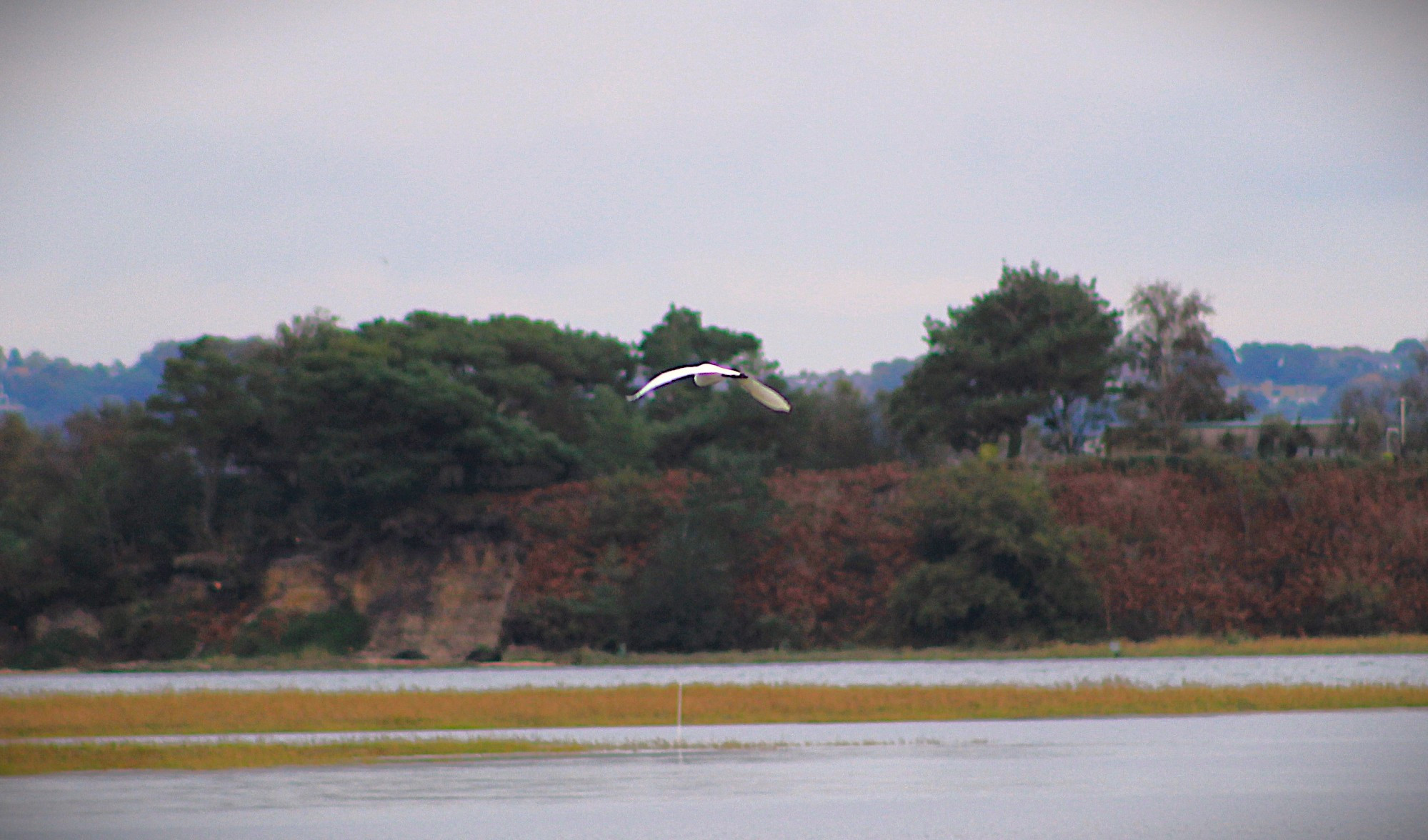 Great white egret in flight