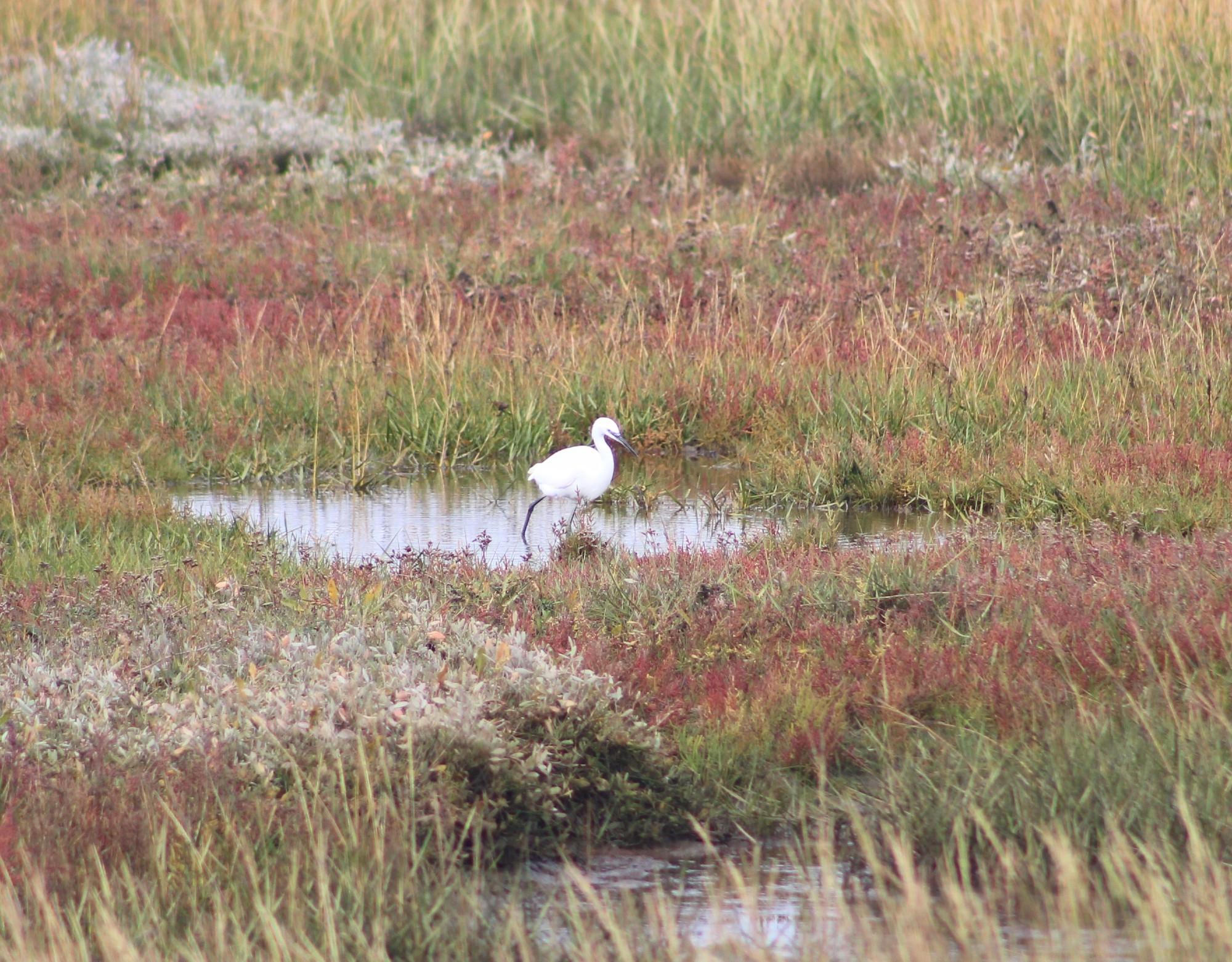 Little egret