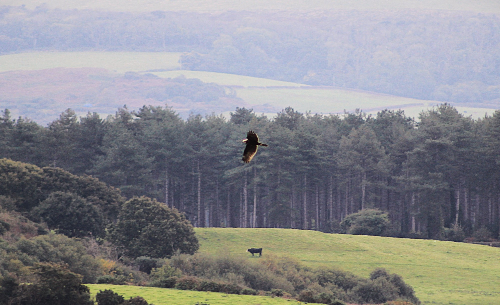 Marsh harrier in flight