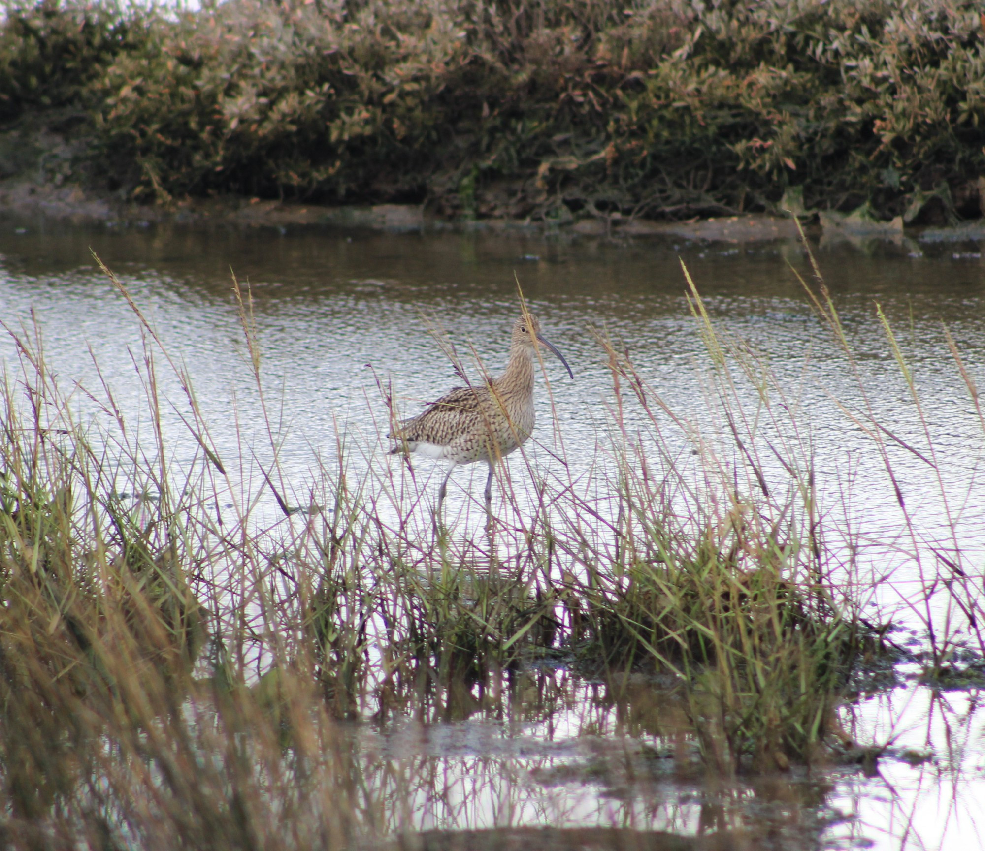 Curlew