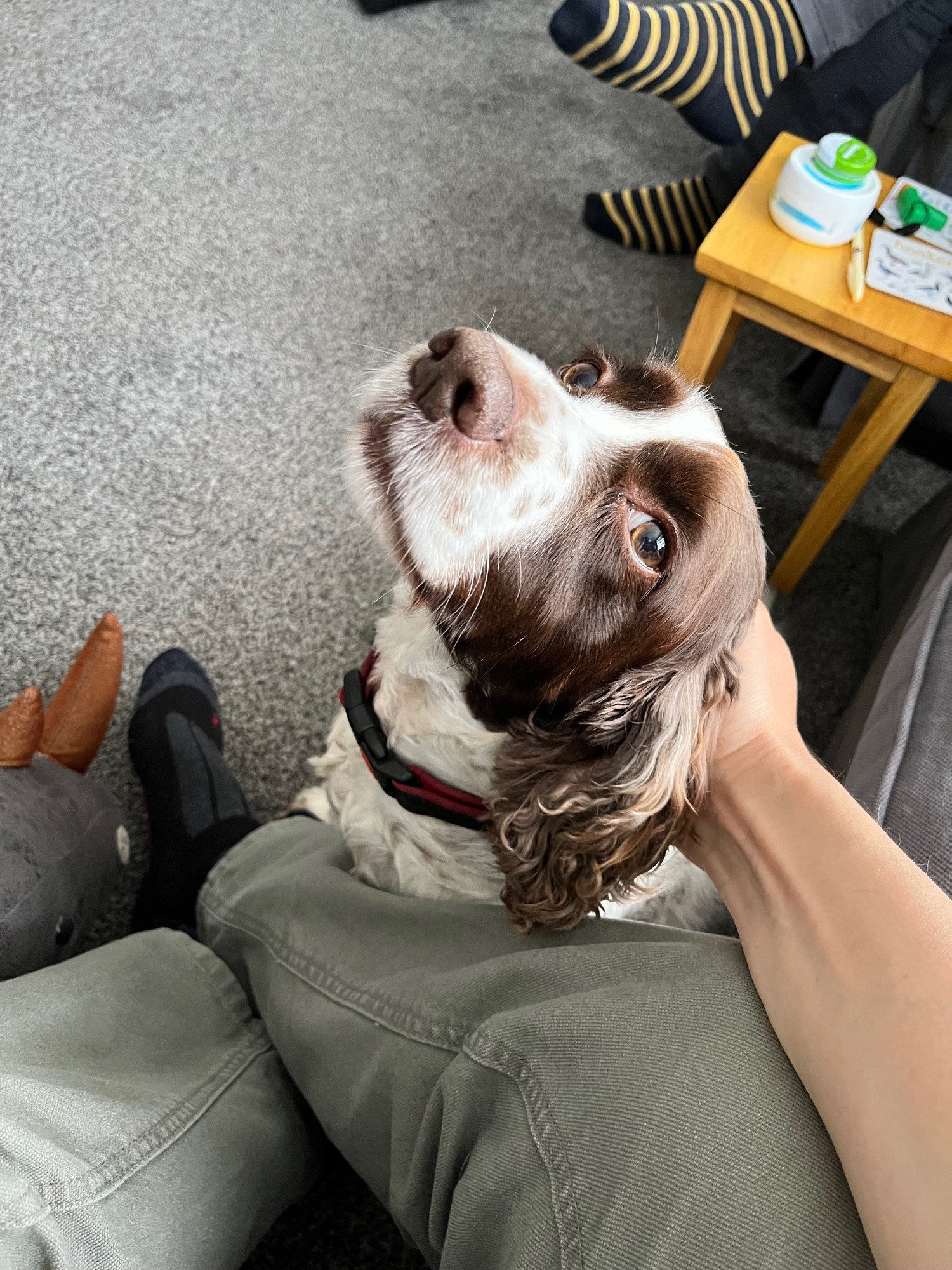 A brown and white English springer spaniel