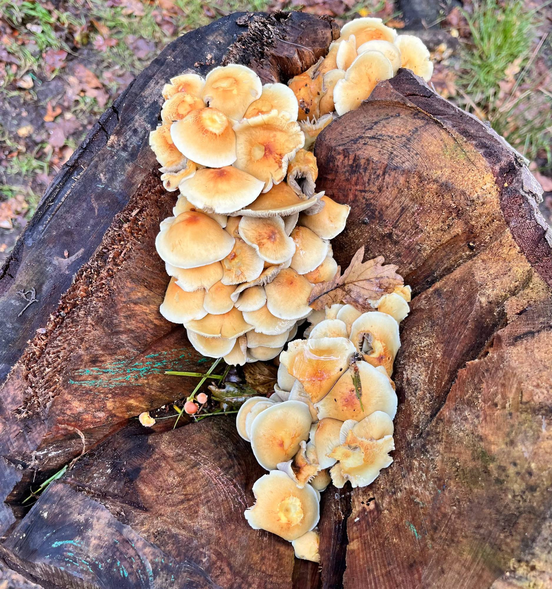 Conifer tuft mushroom