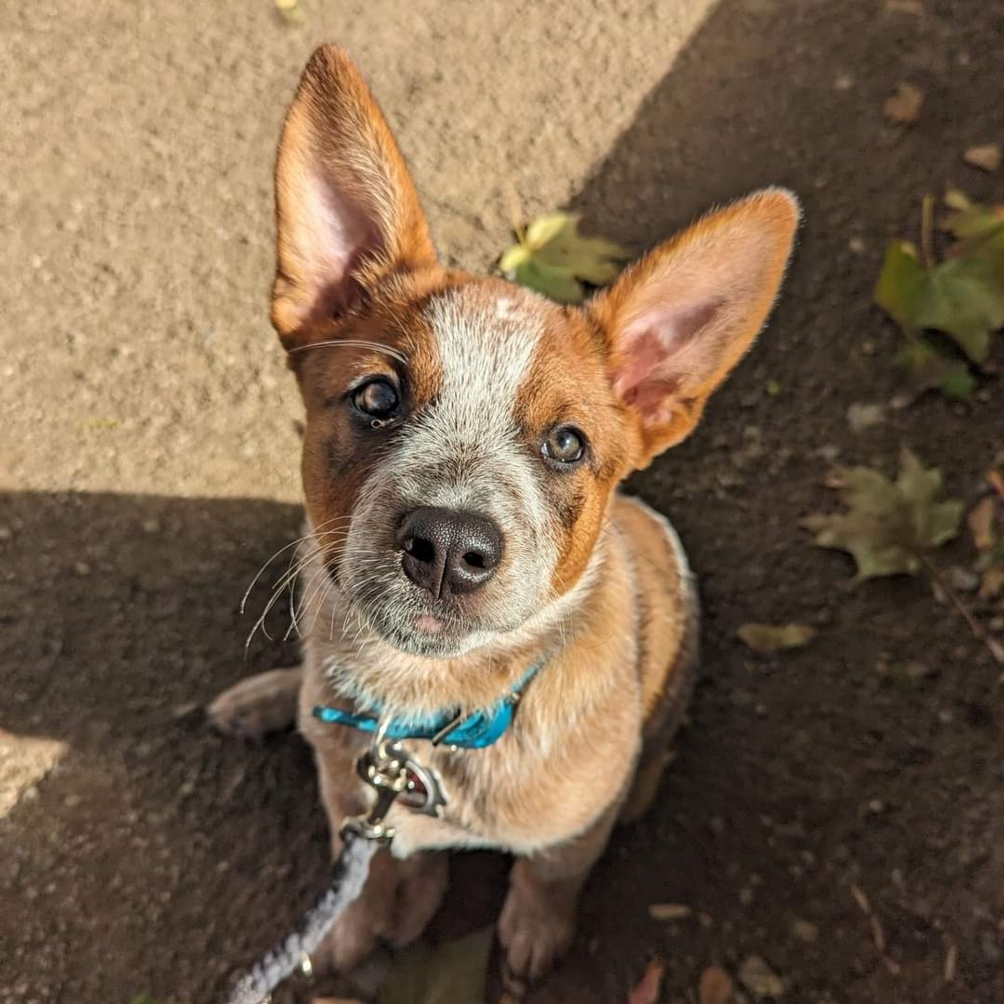 Cattle Dog Welpe guckt aufmerksam in die Kamera.