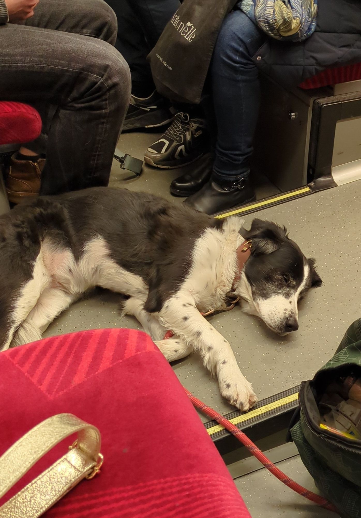 Un chien allongé par terre dans le train