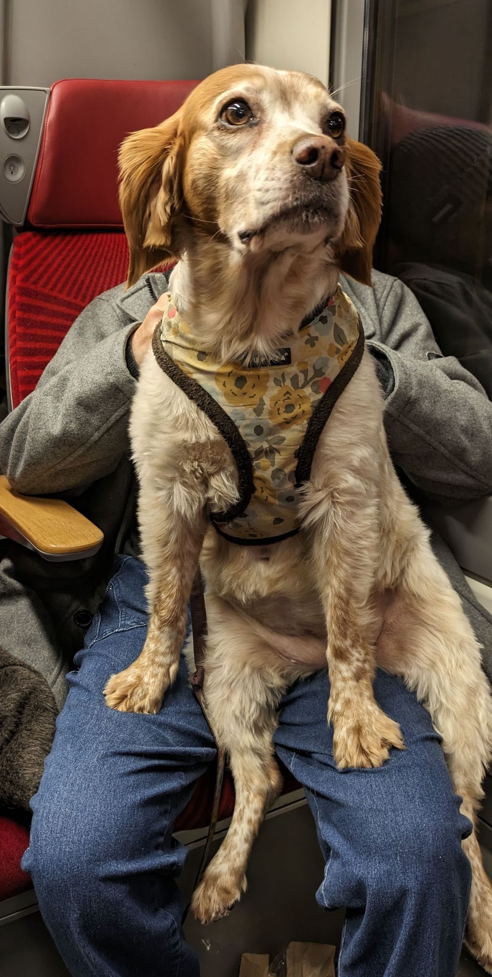 Un chien assis sur les genoux d'un monsieur dans le train