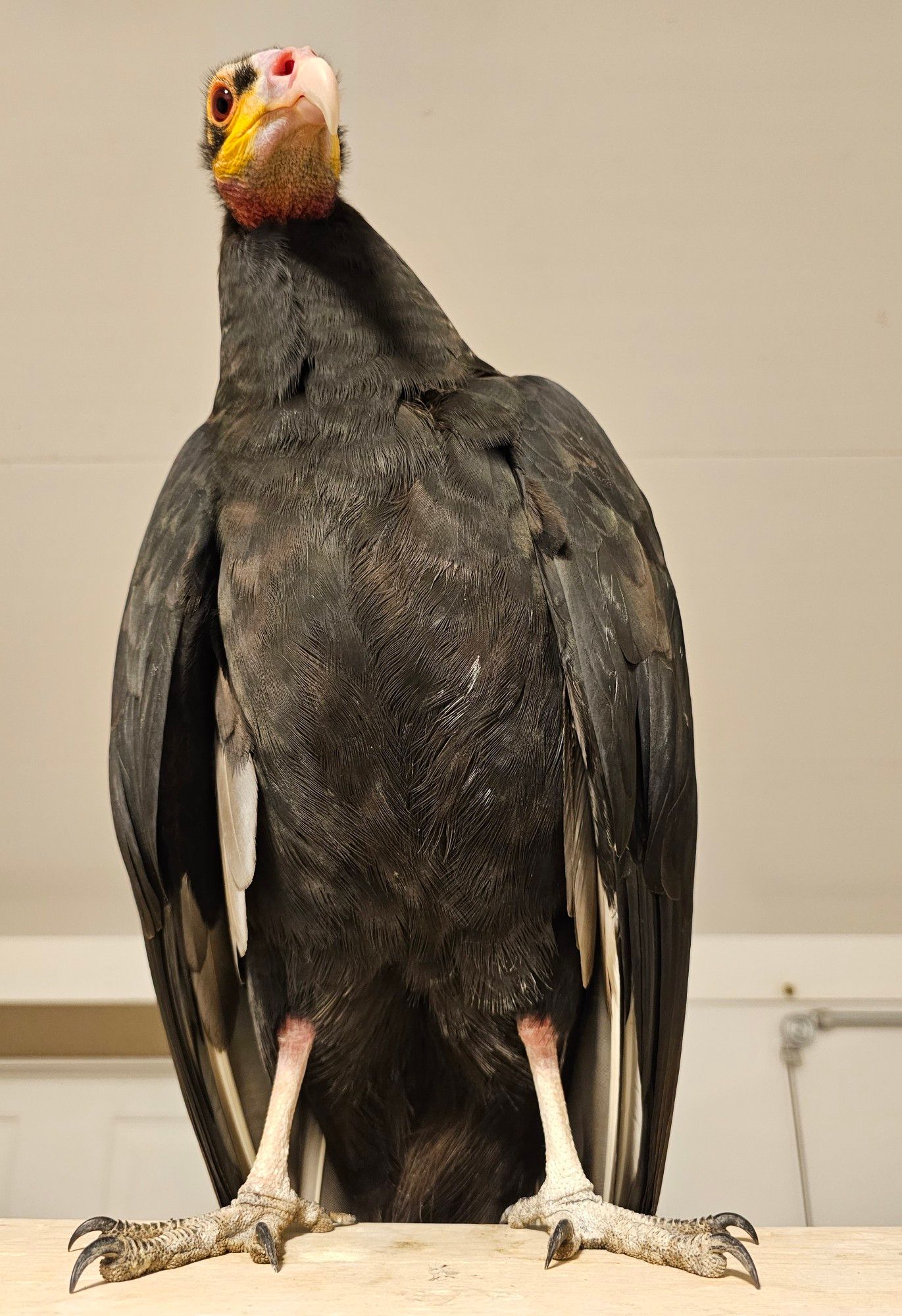 A yellow-headed vulture standing, taken from an angle slightly below so his feet look  larger than they are