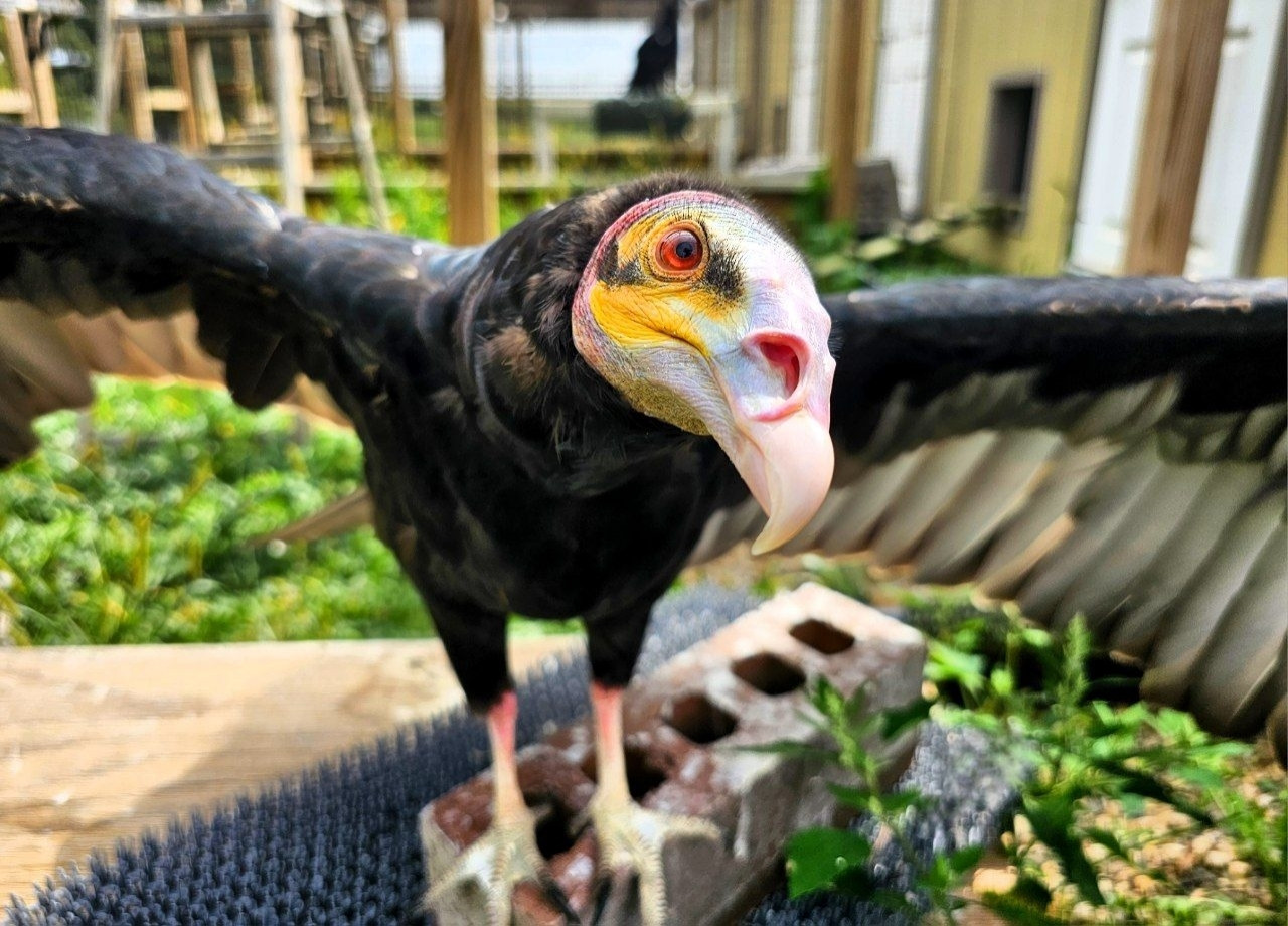 Closeup of a yellow-headed vulture, its wings outstretched behind its colorful yellow, pink, and blue face