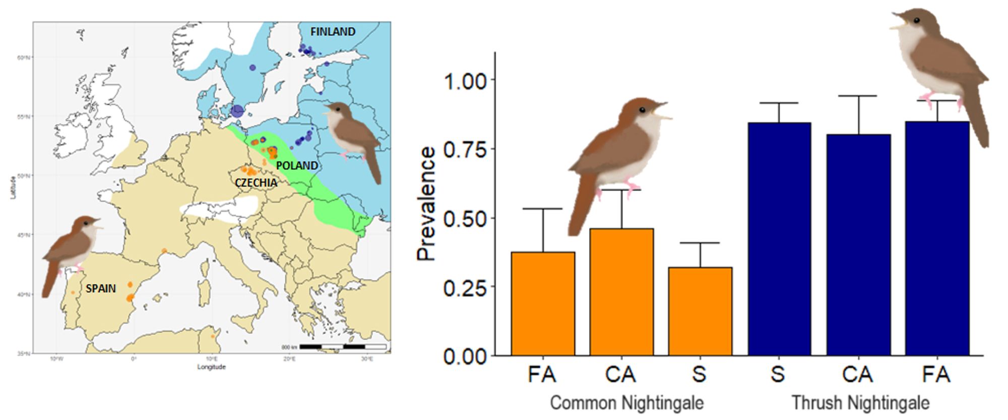 Graphical abstract for the paper. There are two panels, the first shows a map of the sampling locations with the ranges of both nightingale species plotted on a map of Europe. The second panel shows a graph of malaria prevalence in the two species, split up by their distance from the zone of sympatry.