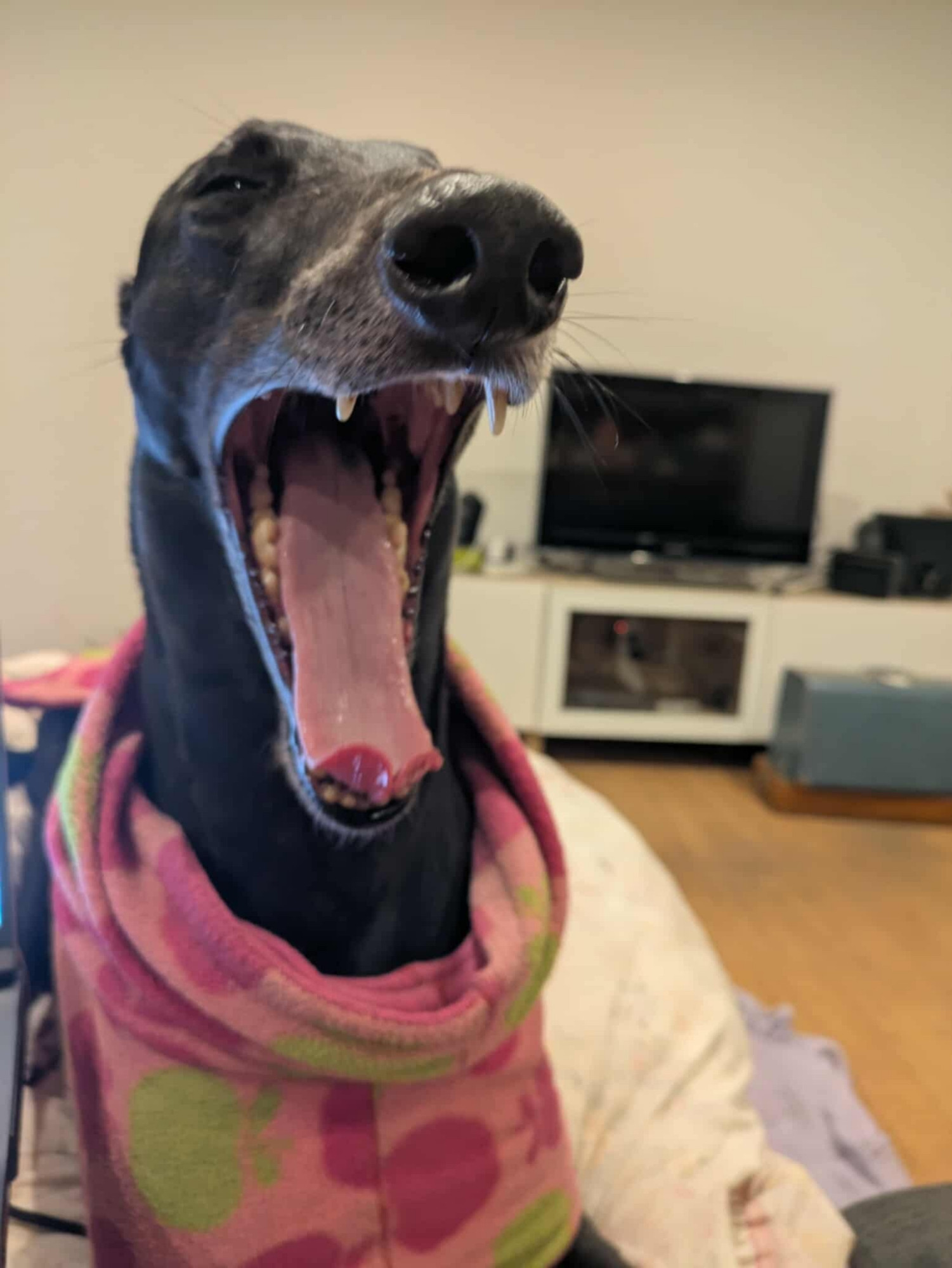 Deedee the greyhound captured mid-yawn while sitting on the couch. She is wearing a pink coat to keep her warm in winter. There is a tv and a vintage sewing machine in the background.