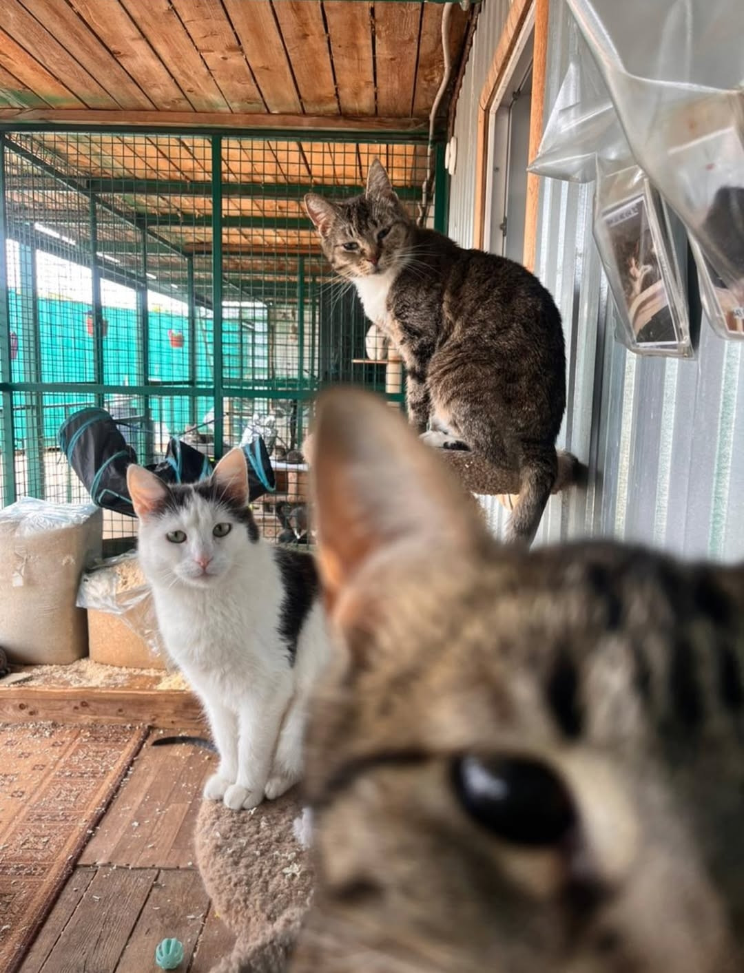 Some of the feline at the shelter I don't know how I got them all