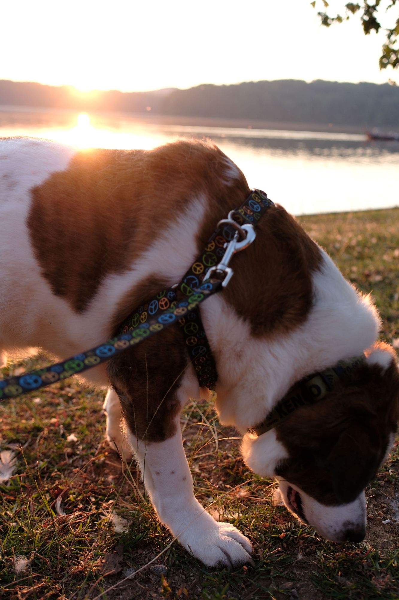 A close up view of a white and brown dog sniffing the ground as the rising sun over a lake shines on him