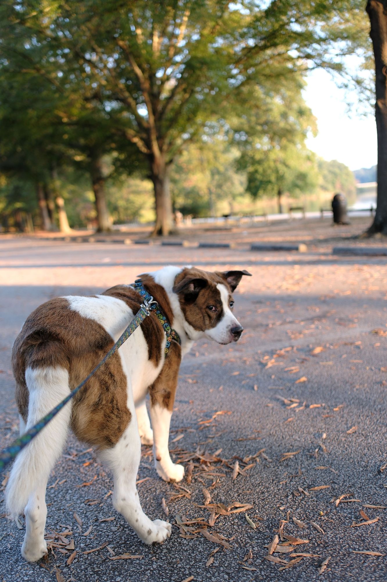 A white and brown dog standing on a parking lot of a park, looking back. Large trees in the back ground and just a little bit of water seen.