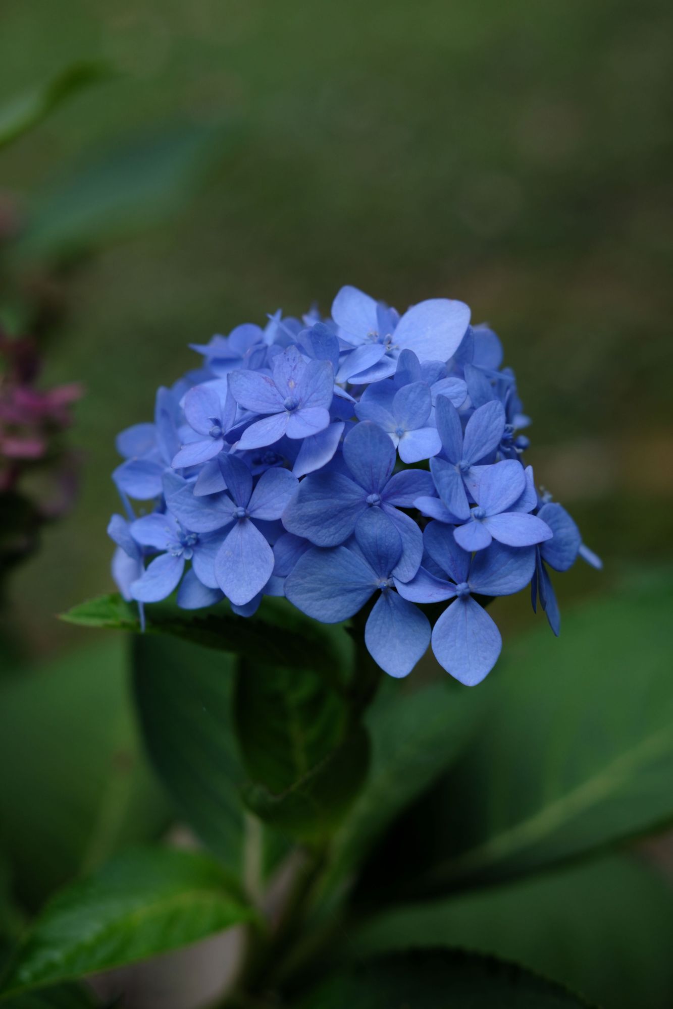 A close up of a blue hydrangea blossom