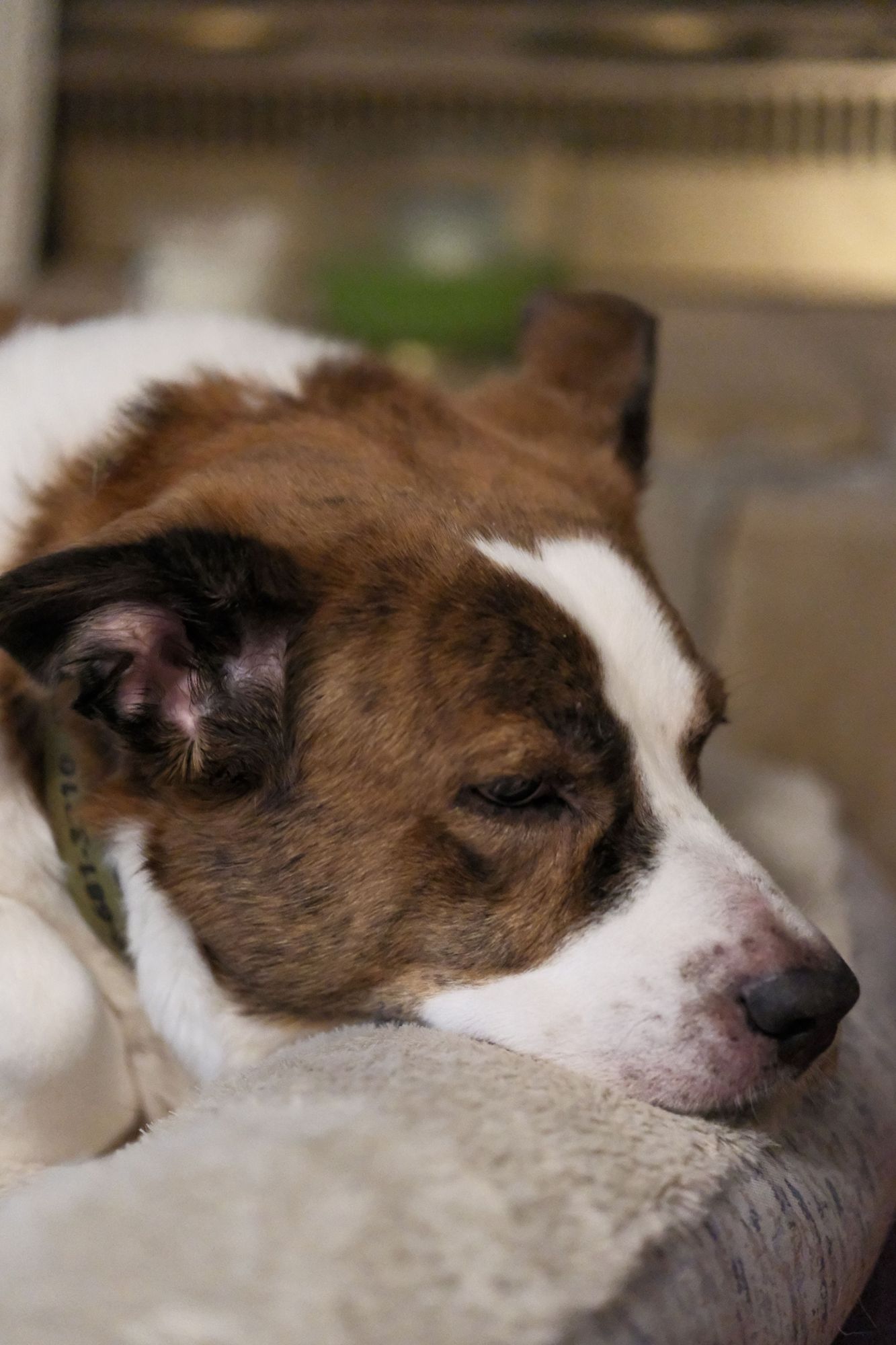 A white and brown dog resting his chin/jaw on the edge of his bed, with his eyes almost closed.