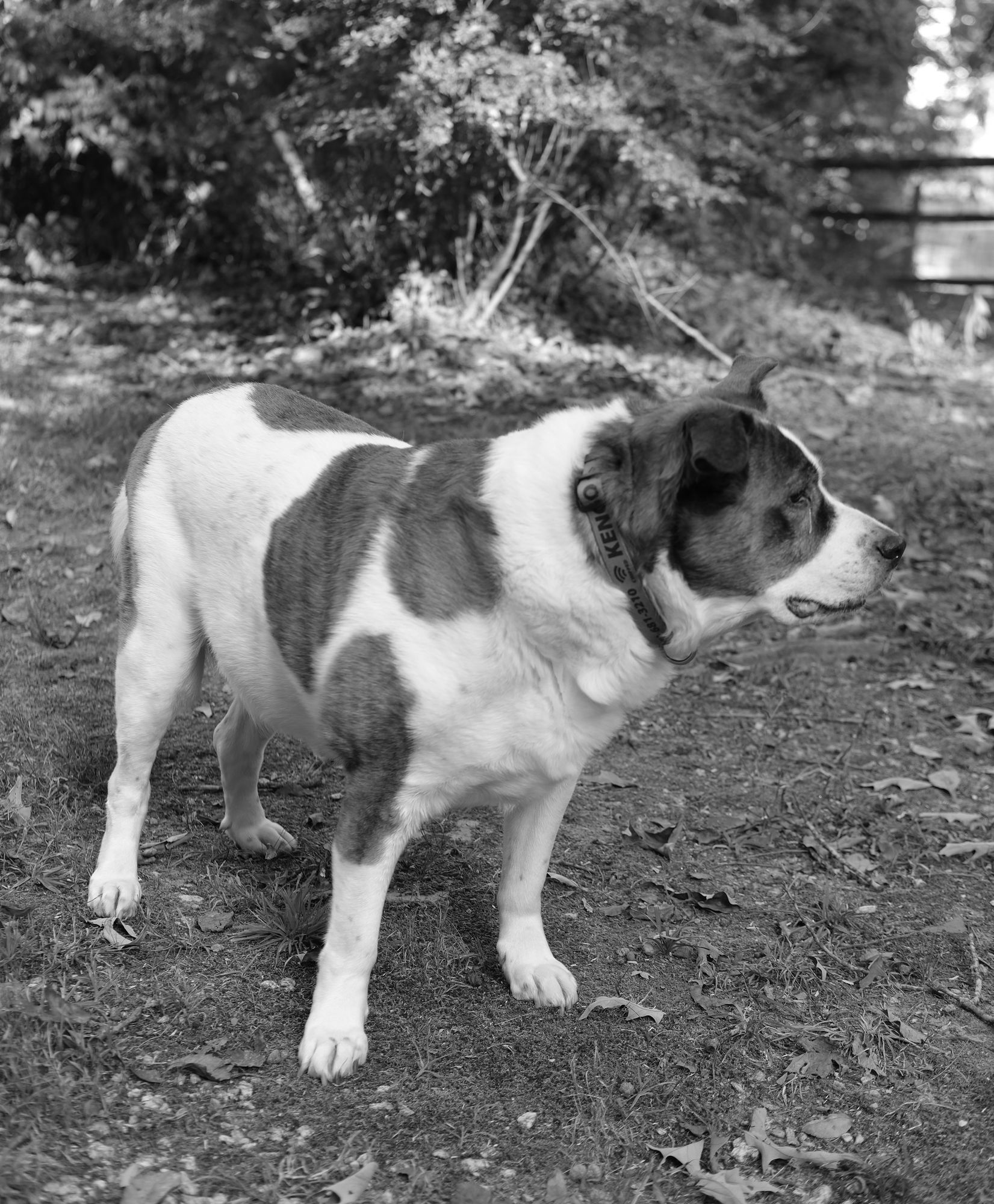 A two-color dog standing in his yard, looking toward the right side of the screen, monochrome shot