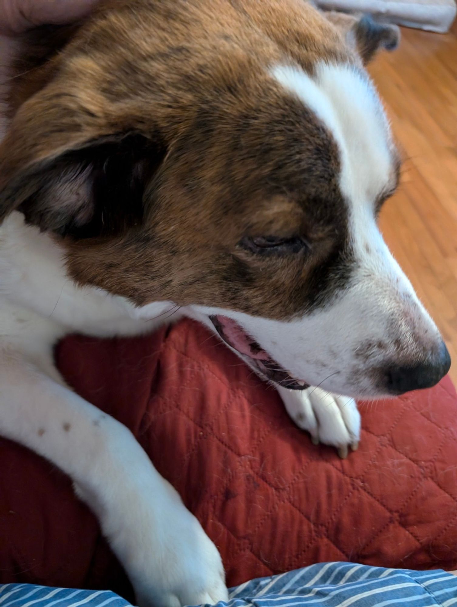 A white and brown dog lying on a couch with his front right paw reaching out to his dad's thigh