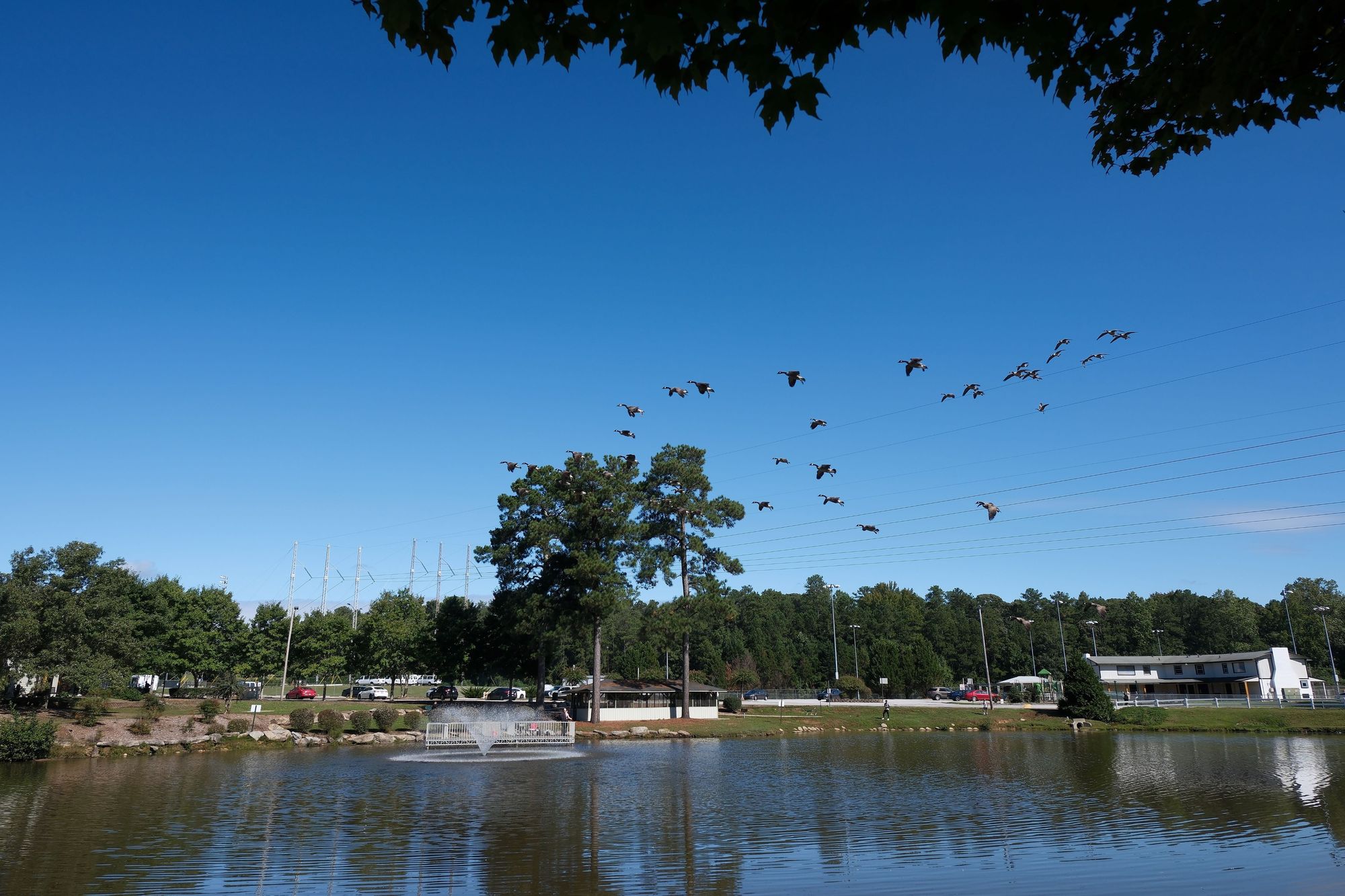 A flock of geese flying in the blue sky over a park pond, a water fountain near the bottom