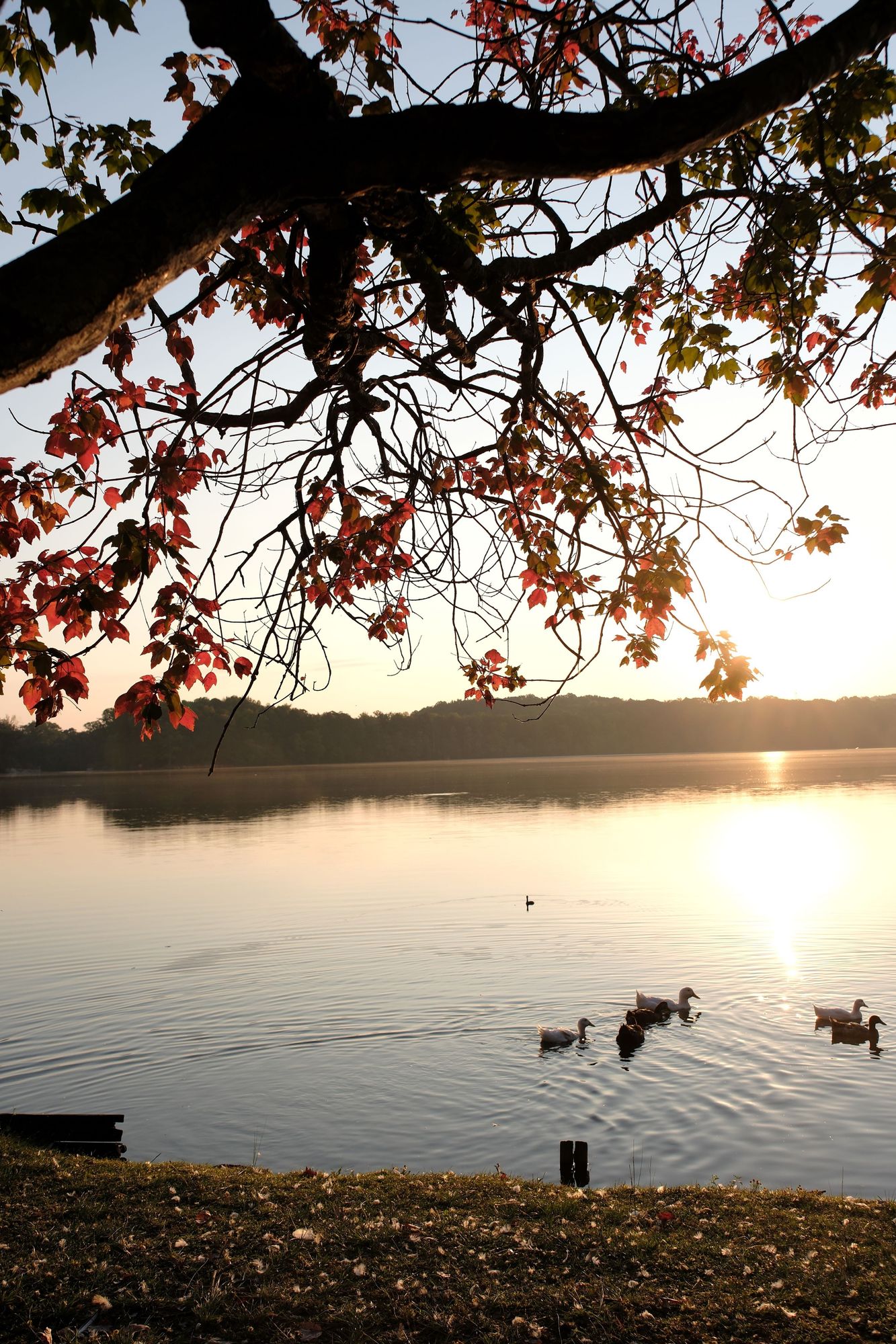 A lake view with a tree limb with red leaves over a lake as the sun is rising. Ducks swimming in the water at the bottom.