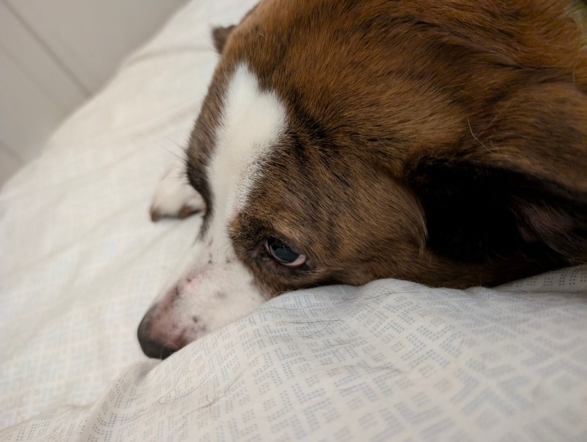 A white and brown dog's face close up, lying on the bed, not far from going to the dreamland.