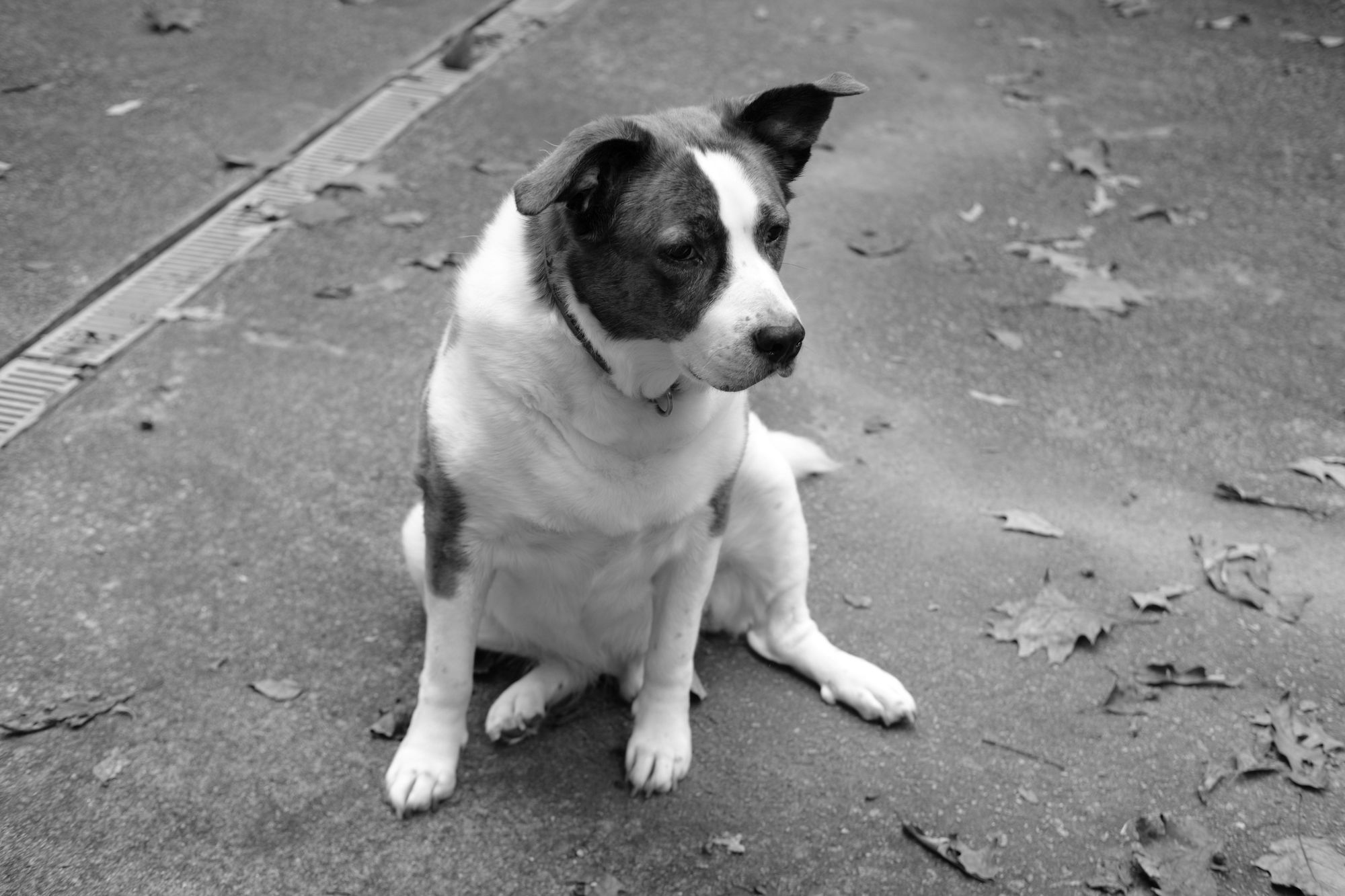 A dog in monochrome sitting on the driveway at home, looking slightly toward the right side of the screen.